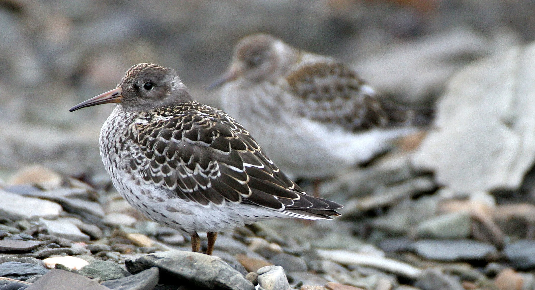 BIRD - SANDPIPER - PURPLE SANDPIPER - SVALBARD (30).jpg