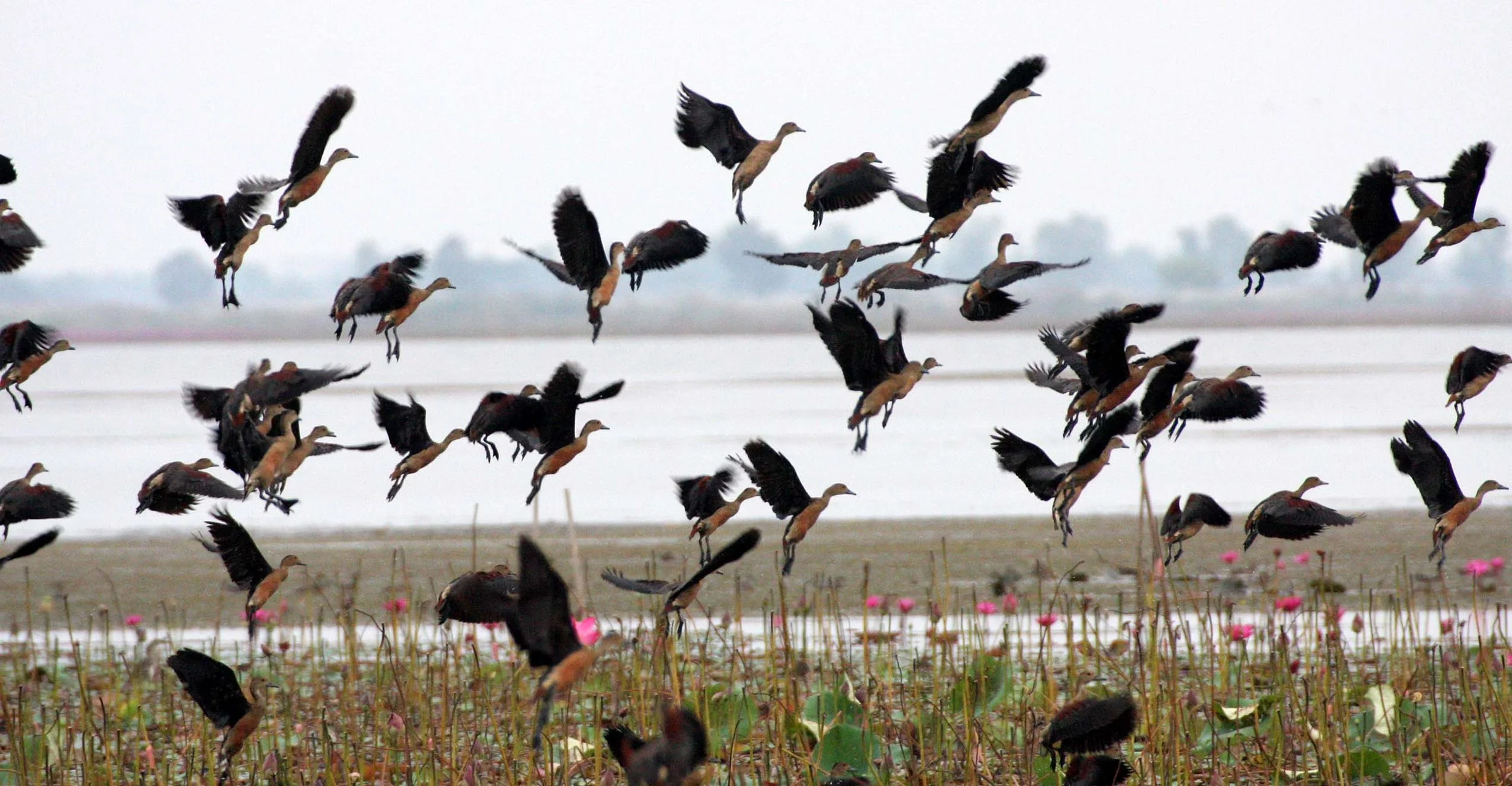 DUCK - LESSER WHISTLING DUCK  - Dendrocygna javanica - BUENG BORAPHET THAILAND (65).JPG