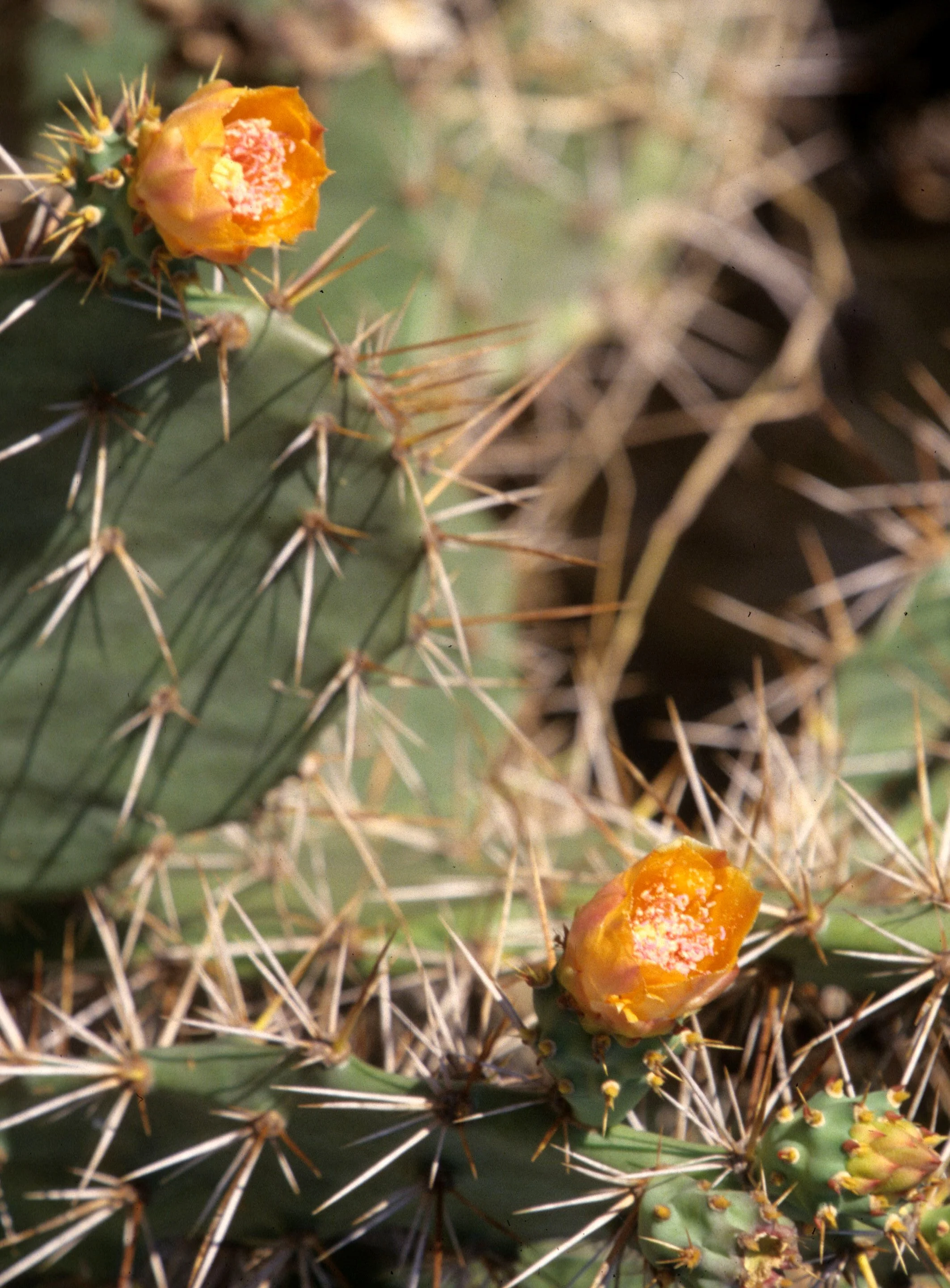 KOMODO - OPUNTIA SPECIES - INTRODUCED PLANT SPECIES.jpg