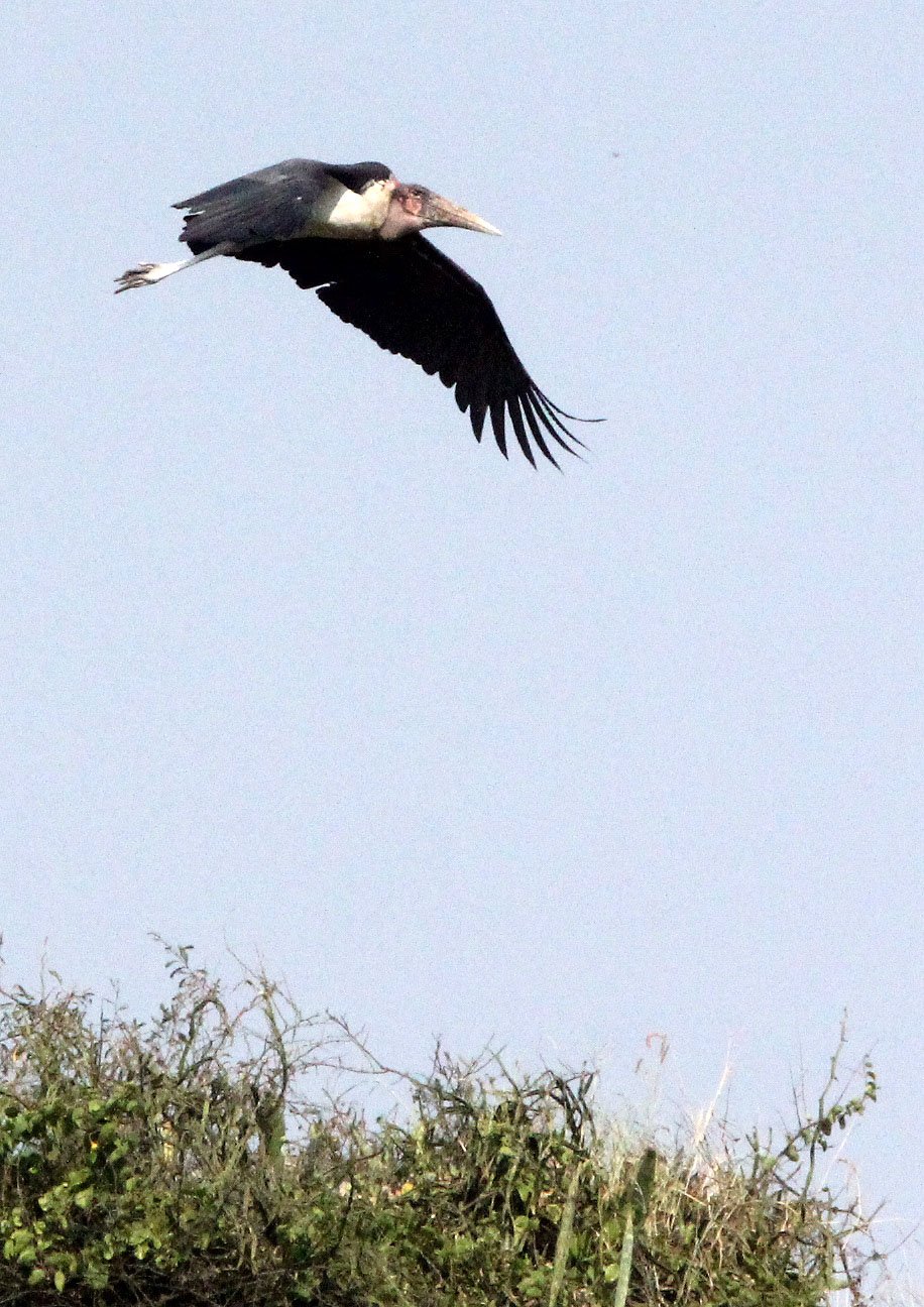 STORK - MARABOU STORK - Leptoptilos crumenifer - QUEEN ELIZABETH NATIONAL PARK UGANDA (6).JPG