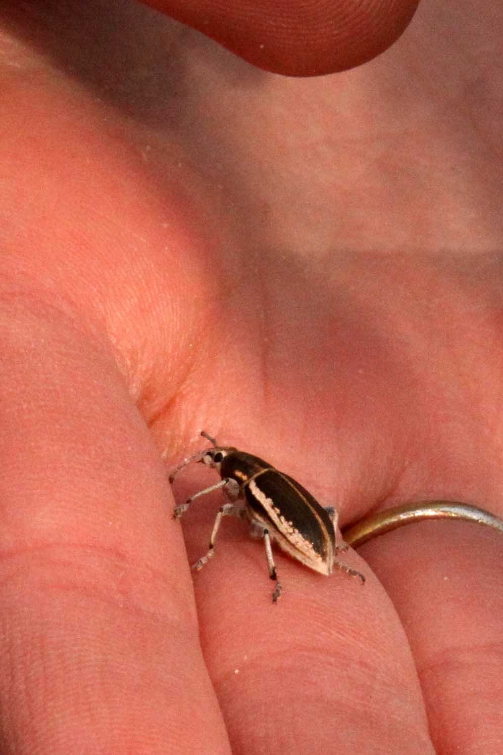 Conorhynchus pulverulentus - Mongolian Weevil - Kulun Qi, Inner Mongolia, China (4).JPG