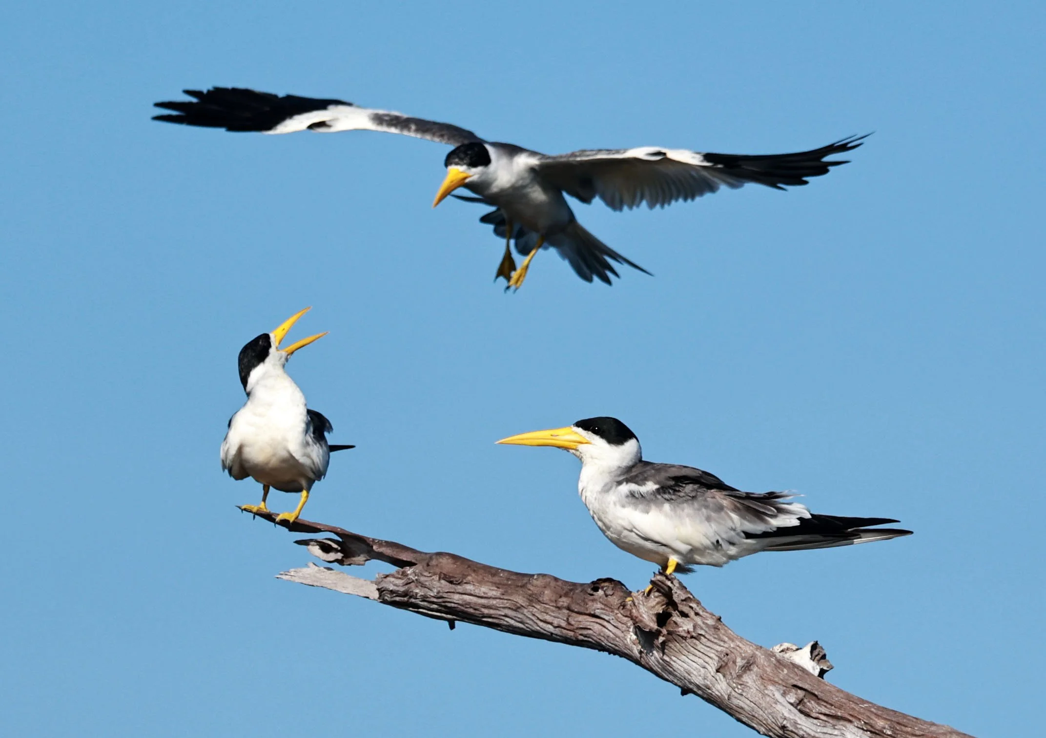 Tern - Large-billed Tern - Phaetusa simplex - Ariau River & Rio Negro Region Southwest of Manaus (24).jpg