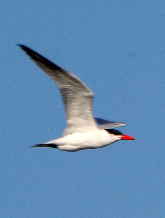 BIRD - TERN - ROYAL - ARANSAS (3).jpg