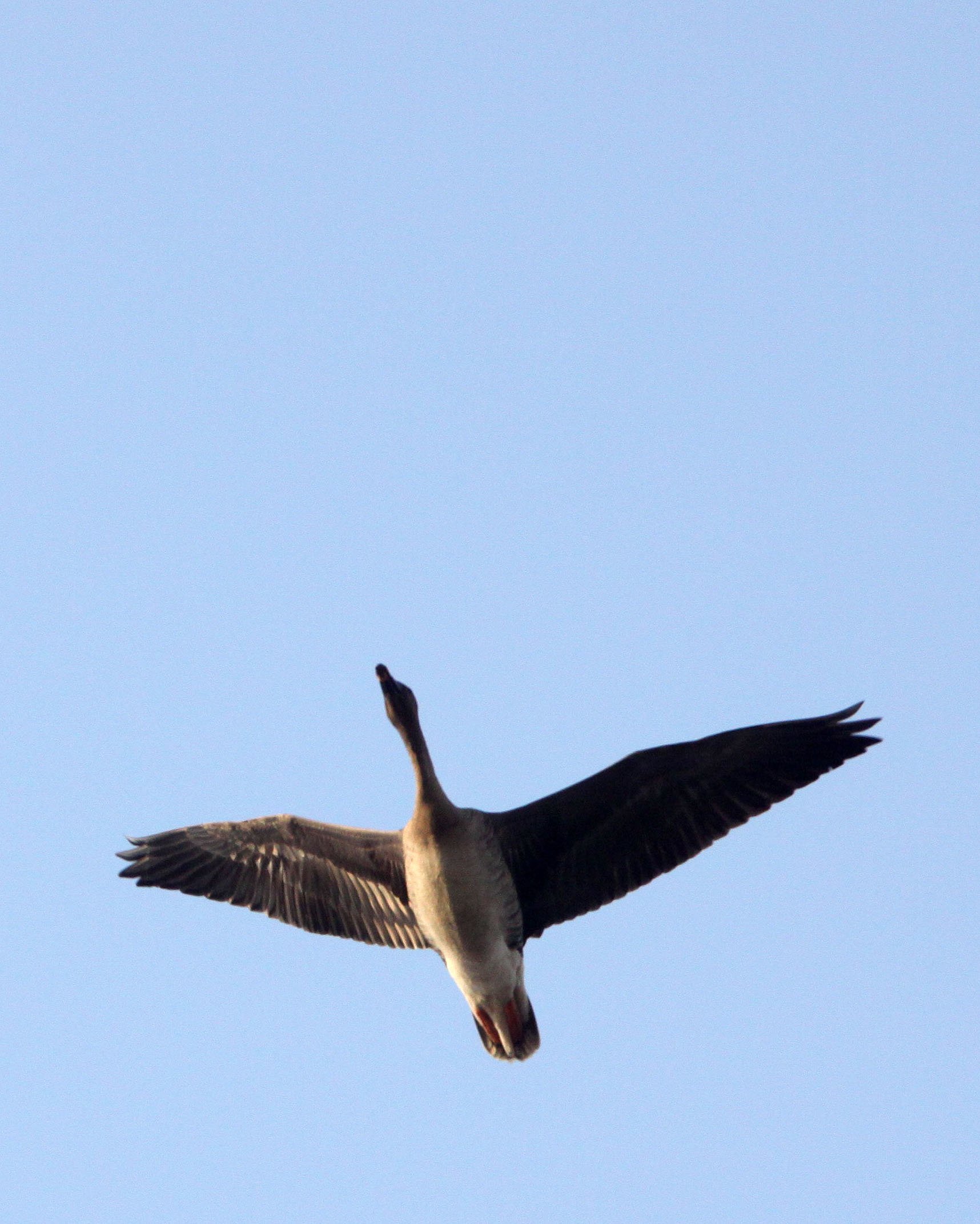 BIRD - GOOSE - BEAN GOOSE - ANSER FABALIS - POYANG LAKE, JIANGXI PROVINCE, CHINA  (4).JPG