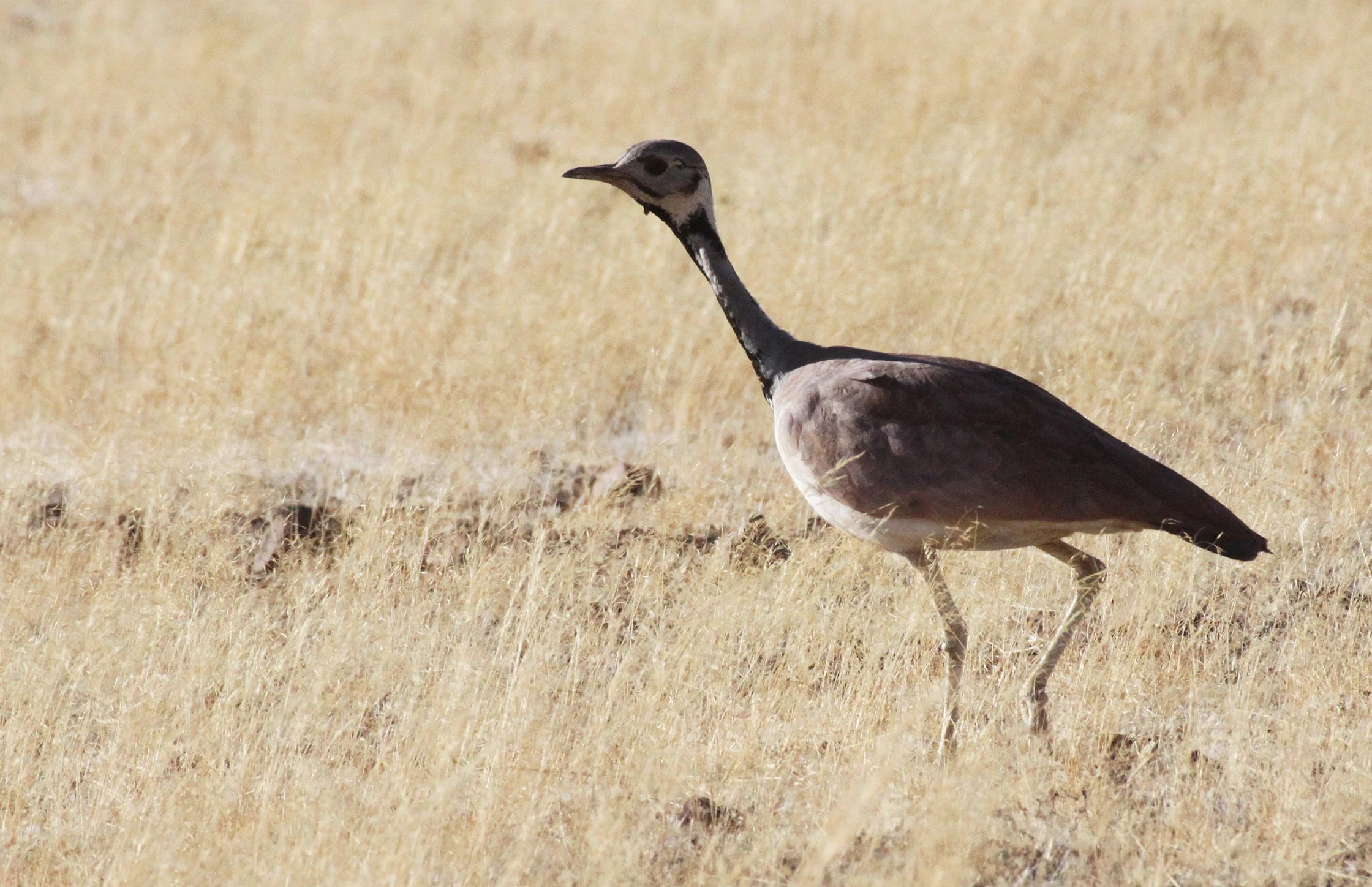 Ruppell's Korhaan (Eupodotis reupellii) Damaraland Namibia (21).JPG
