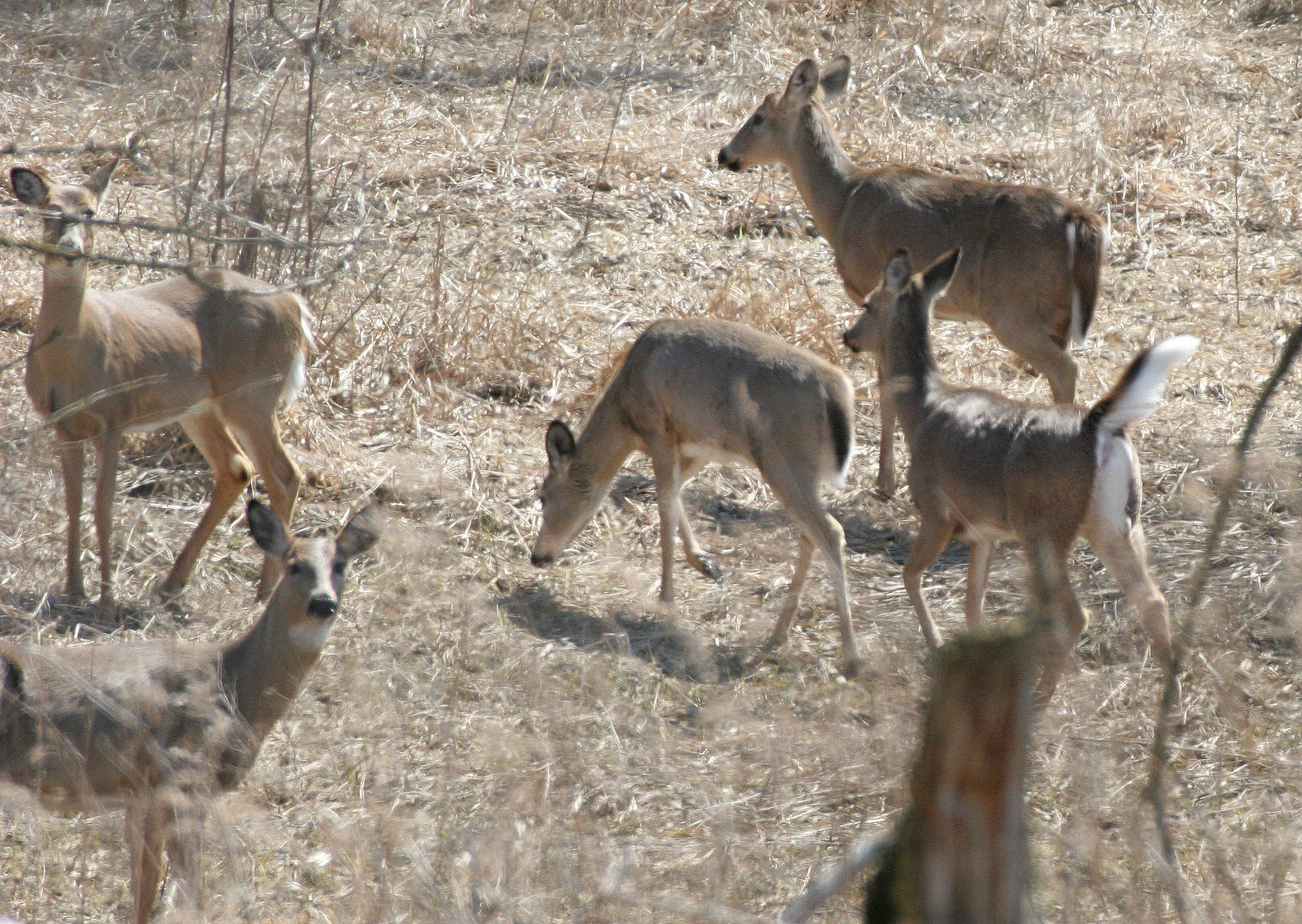 Odocoileus virginianus borealis - NORTHERN WHITE-TAILED DEER - SPRINGBROOK FOREST PRESERVE ILLINOIS (27).JPG