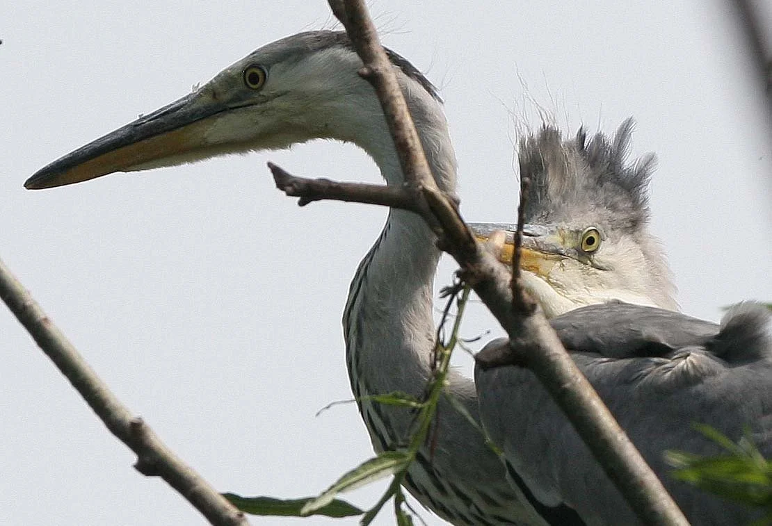 HERON - GREY HERON -  Ardea cinerea - ROOKERY IN SELENGA DELTA - LAKE BAIKAL RUSSIA (80).jpg