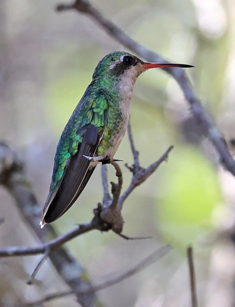 Glittering-bellied Emerald (Chlorostilbon lucidus) Selva Serena Natural Reserve (5).jpg
