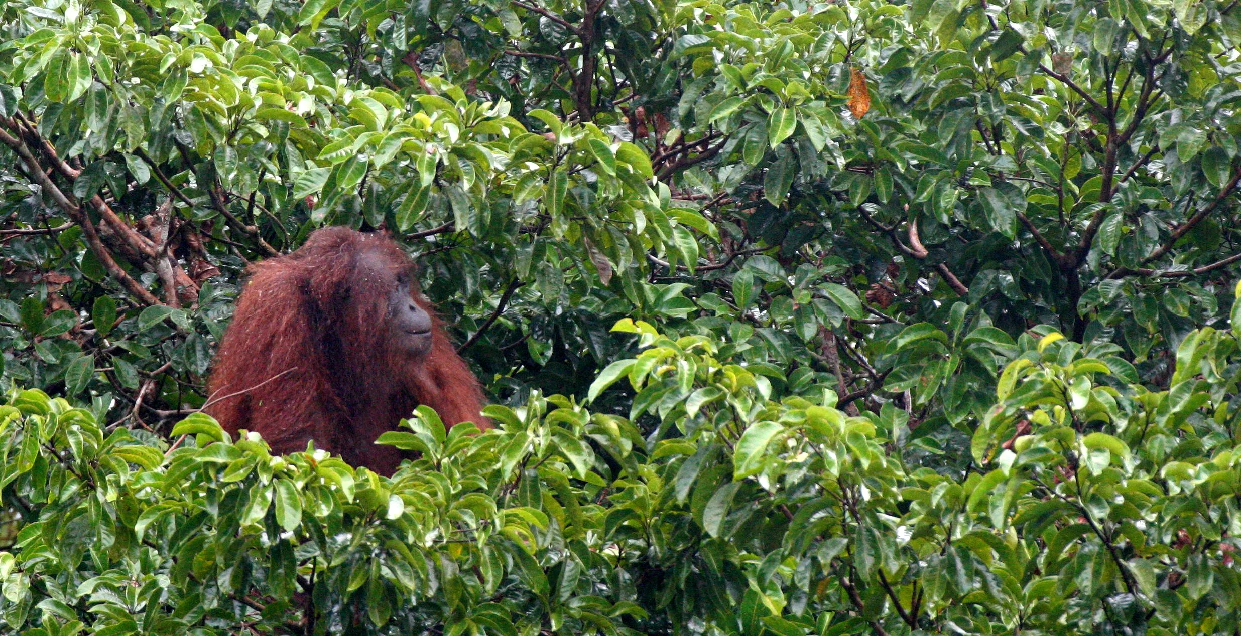 HOMINIDAE - Pongo pygmaeus morio - DANUM VALLEY BORNEO  (29).JPG