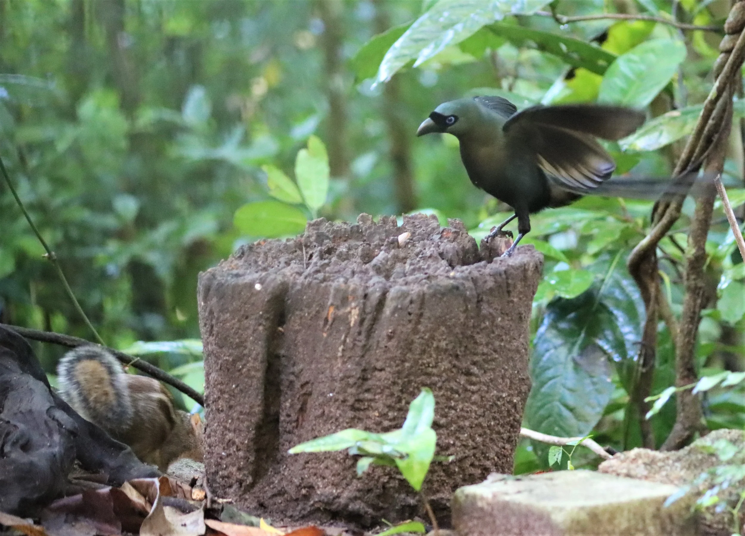 TREEPIE - RACKET-TAILED TREEPIE -Crypsirina temia - WAT THAM PRATHUN CHONBURI (30).jpg