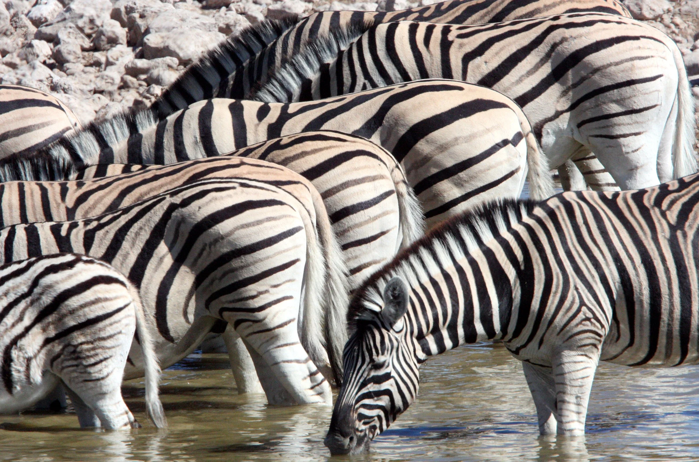 Equus quagga burchellii - BURCHELL'S (DAMARALAND) - BURCHELL'S ZEBRA - ETOSHA NATIONAL PARK NAMIBIA (90).JPG