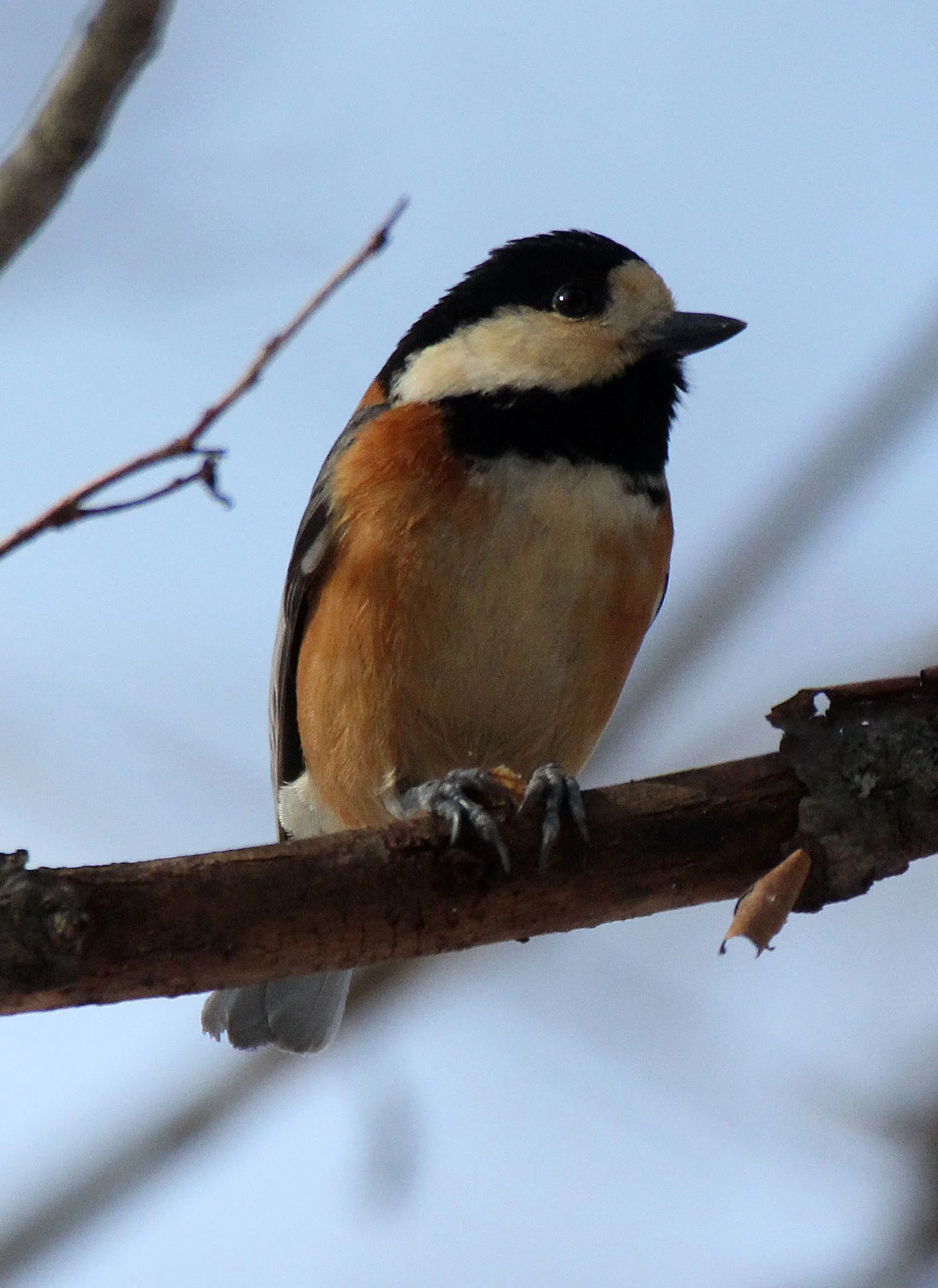 Varied Tit (Sittiparus varia) Kinohiroba Park, Abashiri Hokkaido, Japan (2).JPG