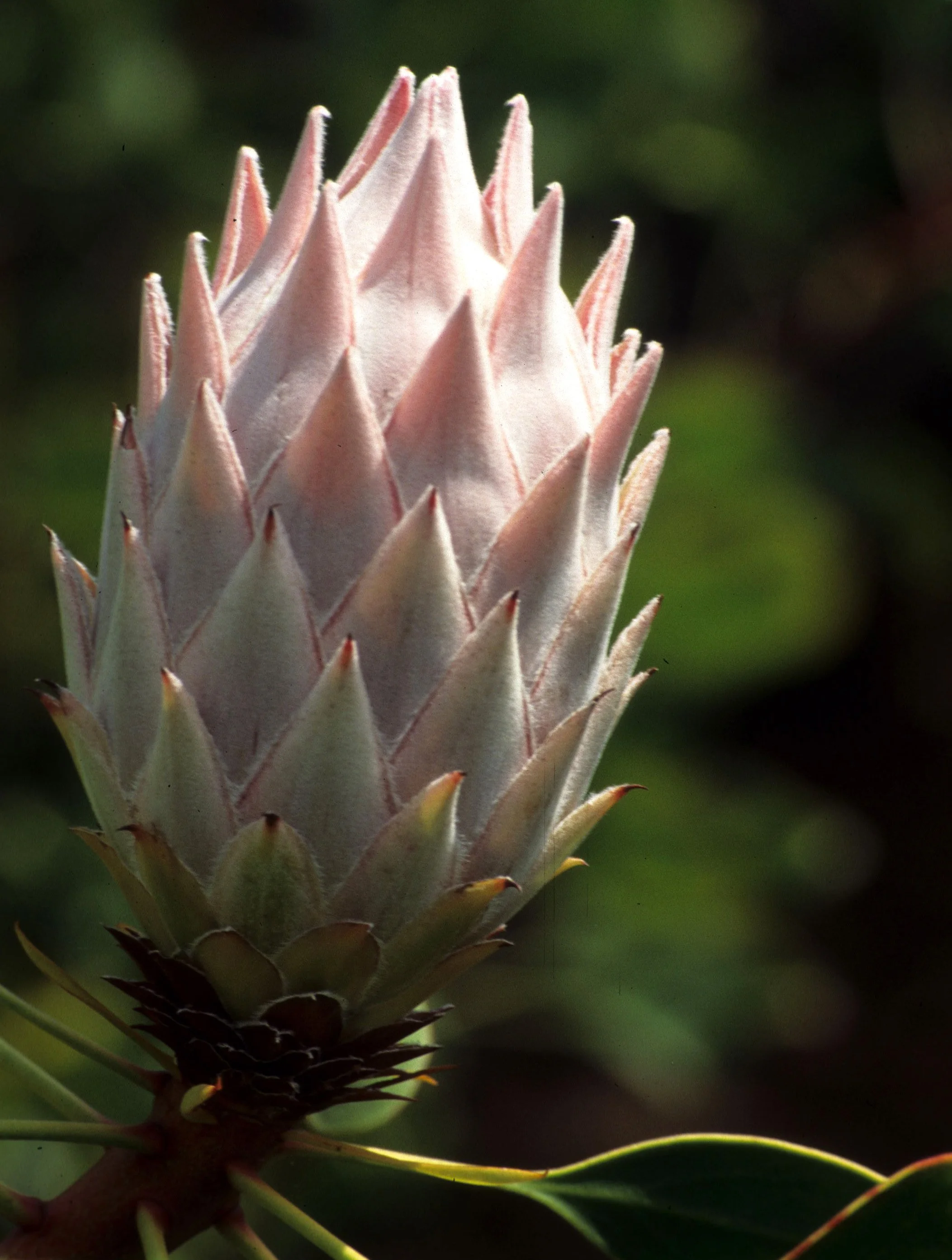 HAWAII - MAUI - PROTEA PLANTATION.jpg