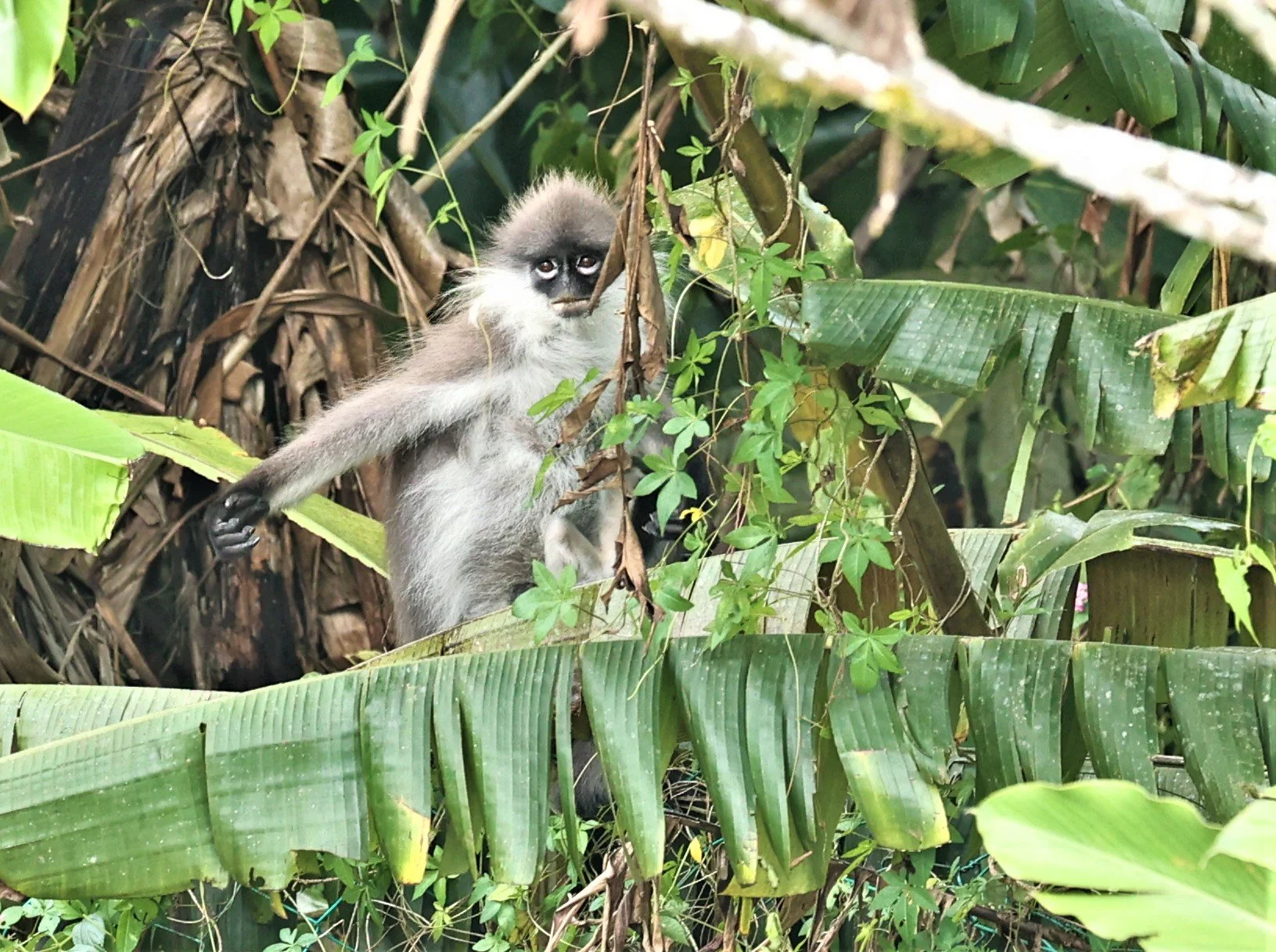 Presbytis siamensis White-thighed Surili — Coke Smith Wildlife