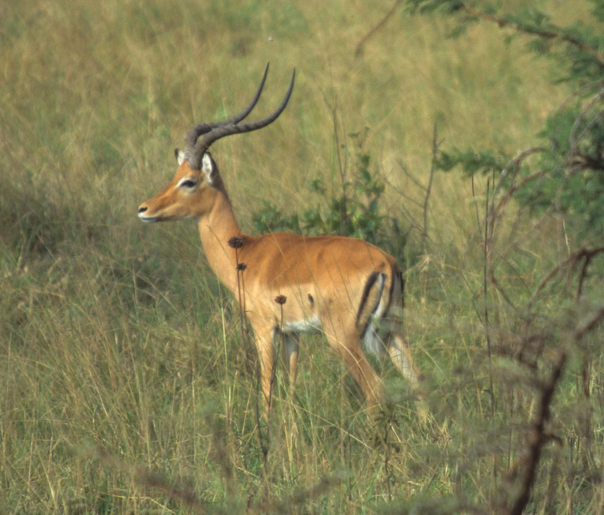 BOVID - IMPALLA-UGANDA (2).jpg