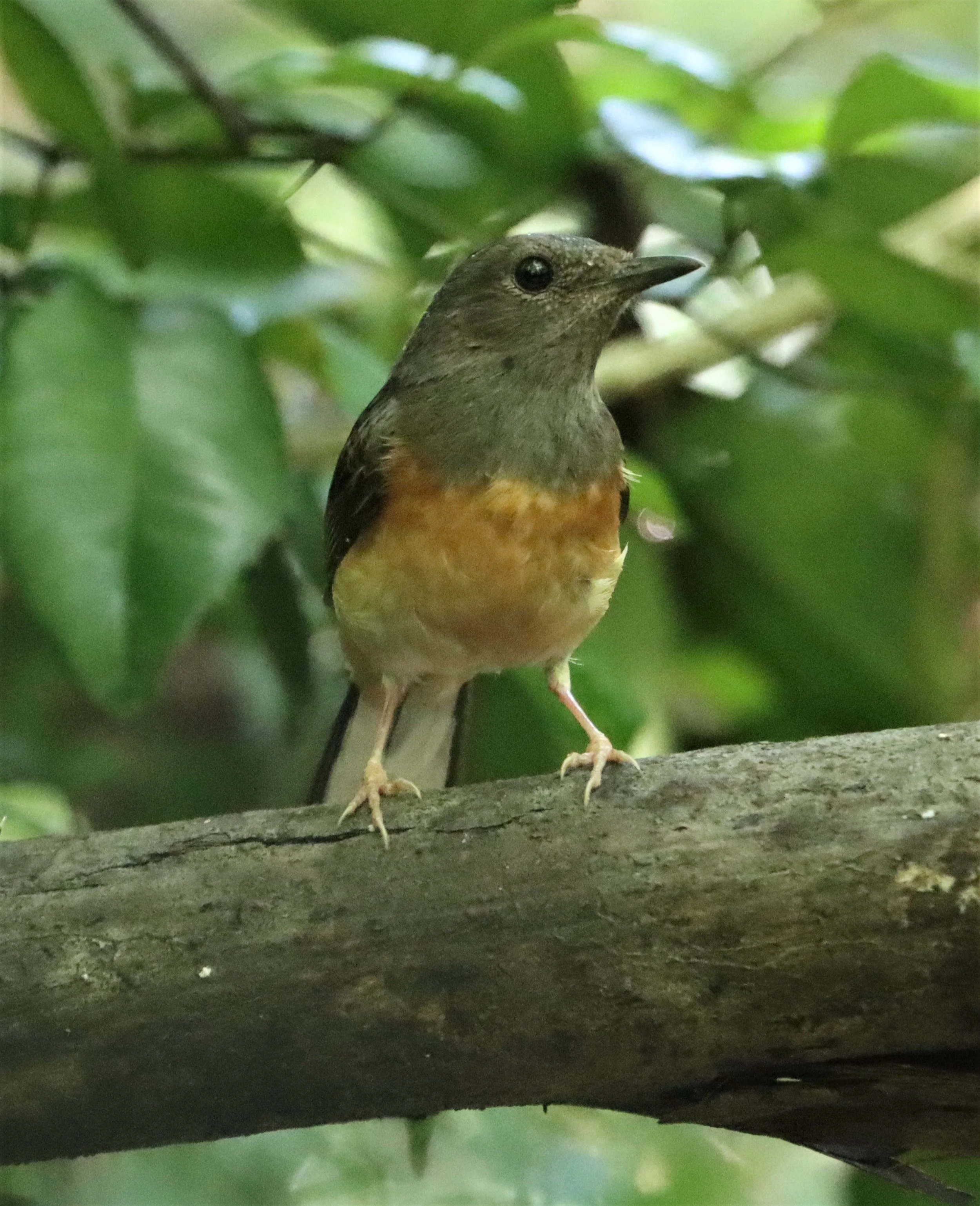 SHAMA - WHITE-RUMPED SHAMA - Copsychus malabaricus - KAENG KRACHAN LUNG SIN HIDE MAY 2021 (3).jpg