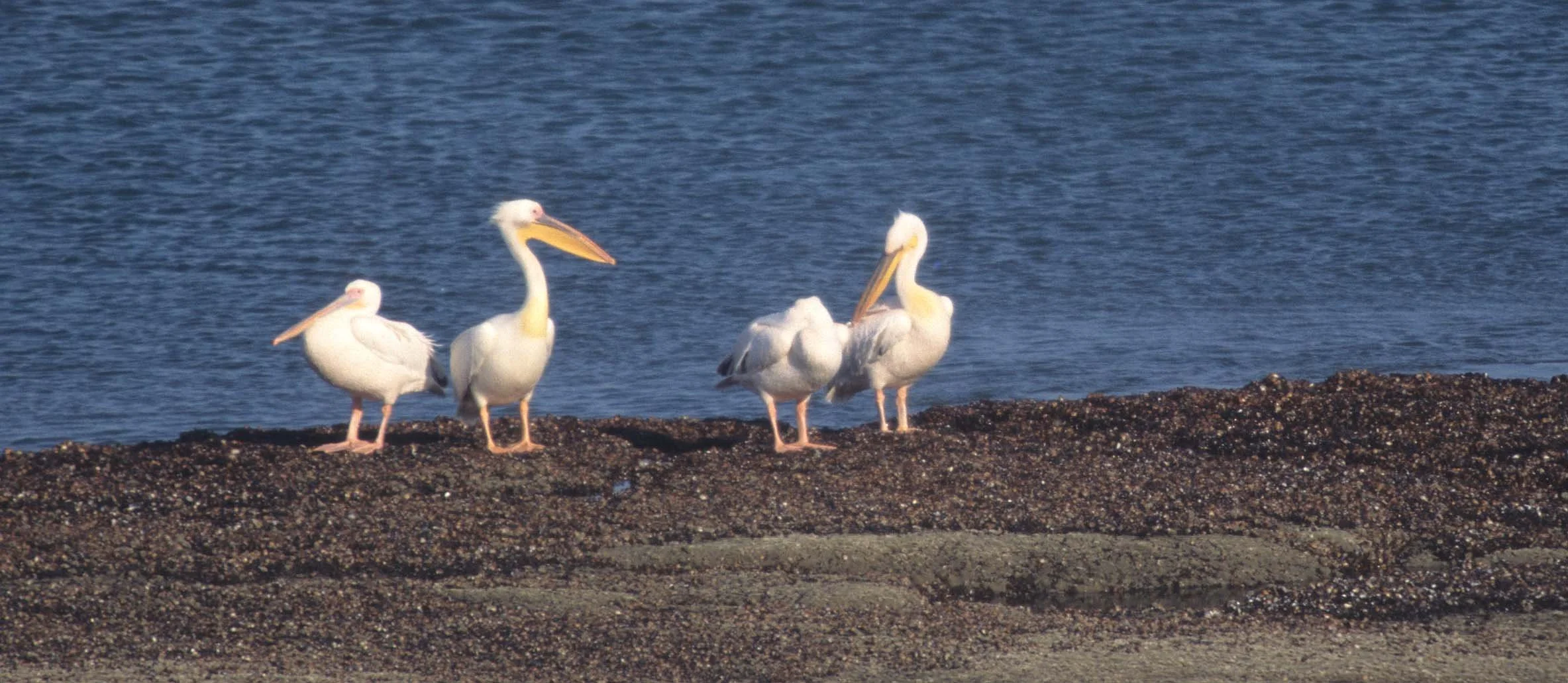 BIRDS - PELICAN - WHITE - NAMIBIA 4.jpg