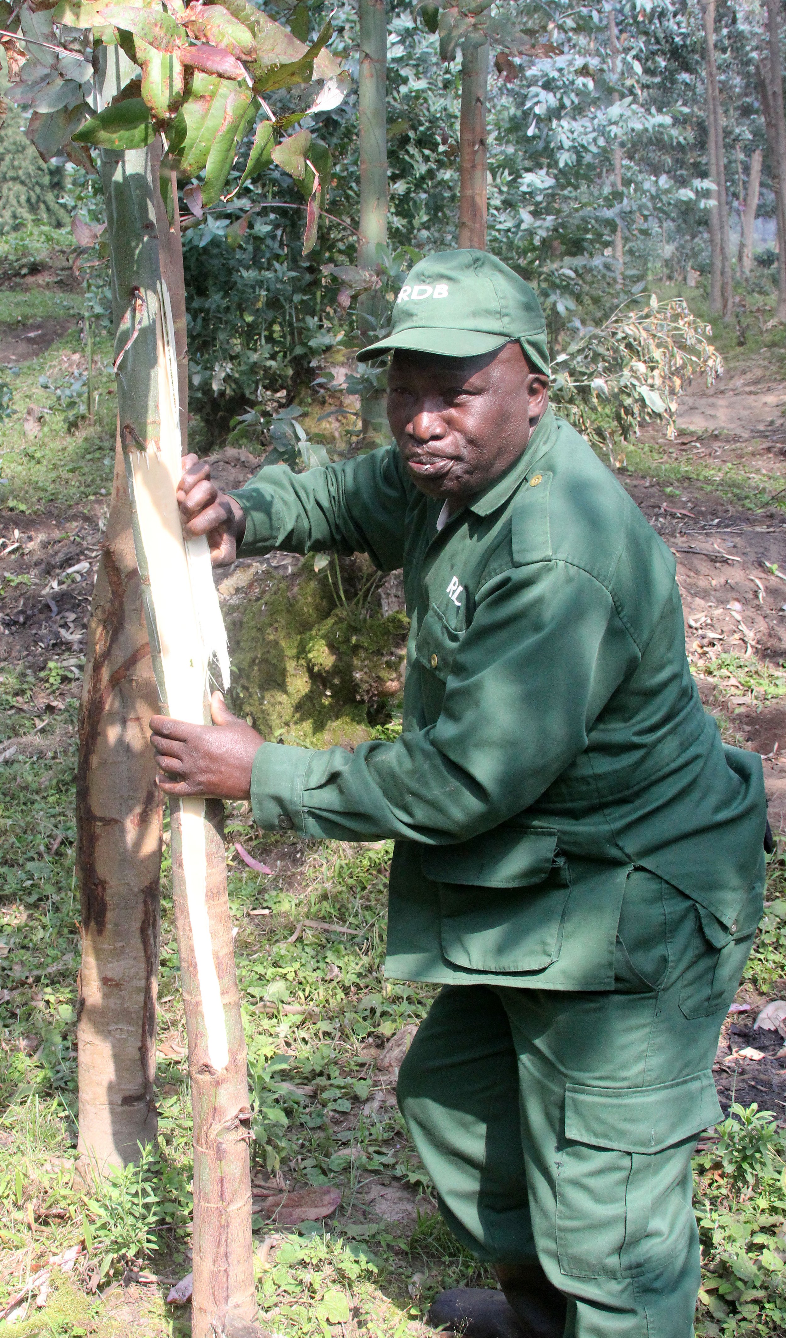 PARC DU VULCANS RWANDA 2012 (162).JPG