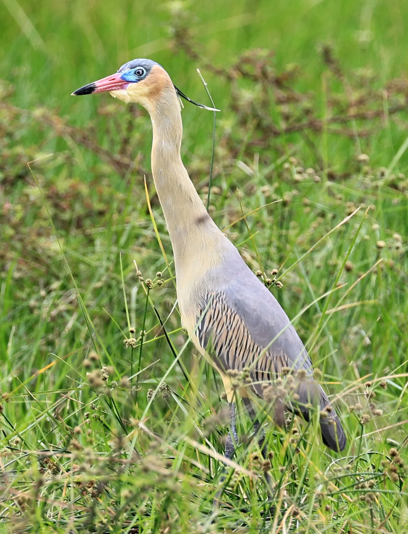 Whistling Heron (Syrigma sibilatrix) Agua Dulce Paraguay (1).jpg