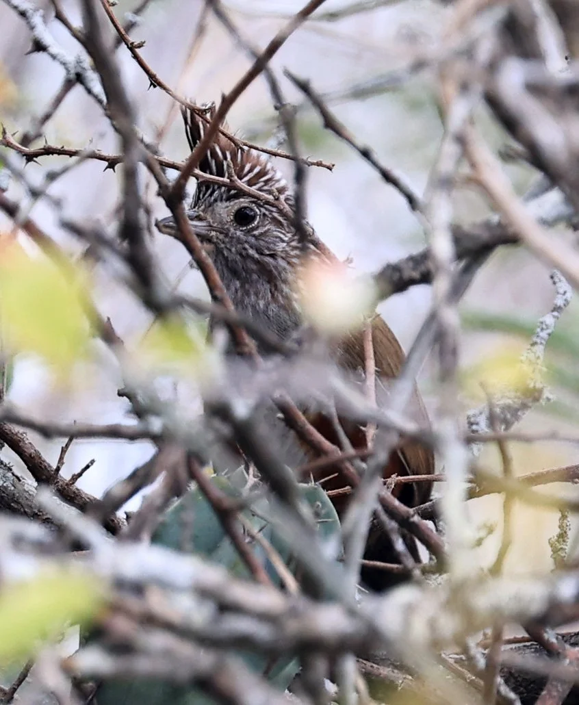Crested Gallito (Rhinocrypta lanceolata) La Patria Sideroads Paraguay (47).jpg
