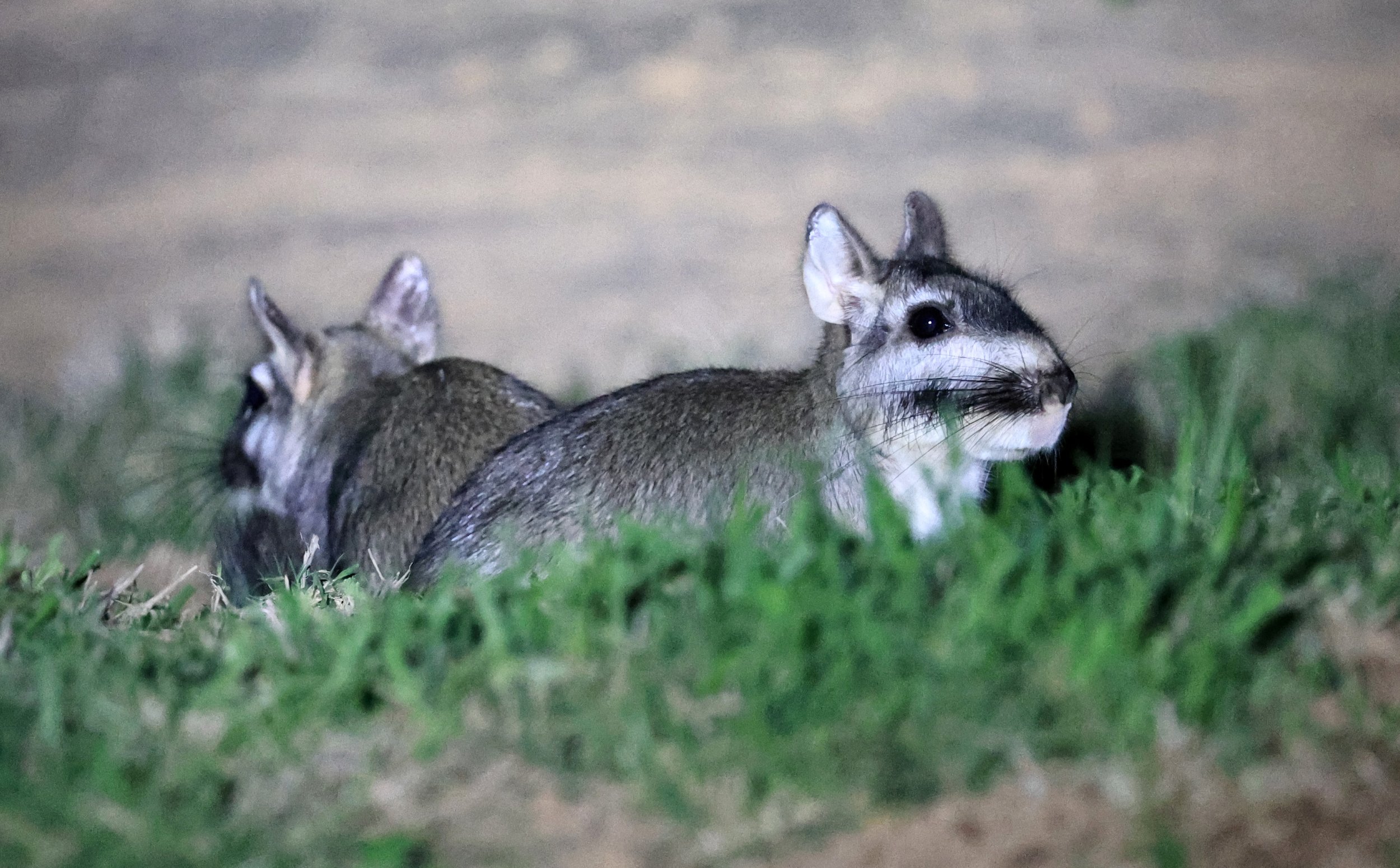 Plains Vizcacha (Lagostomus maximus) Reserva Natural Canada el Carmen, Paraguay  (37).jpg