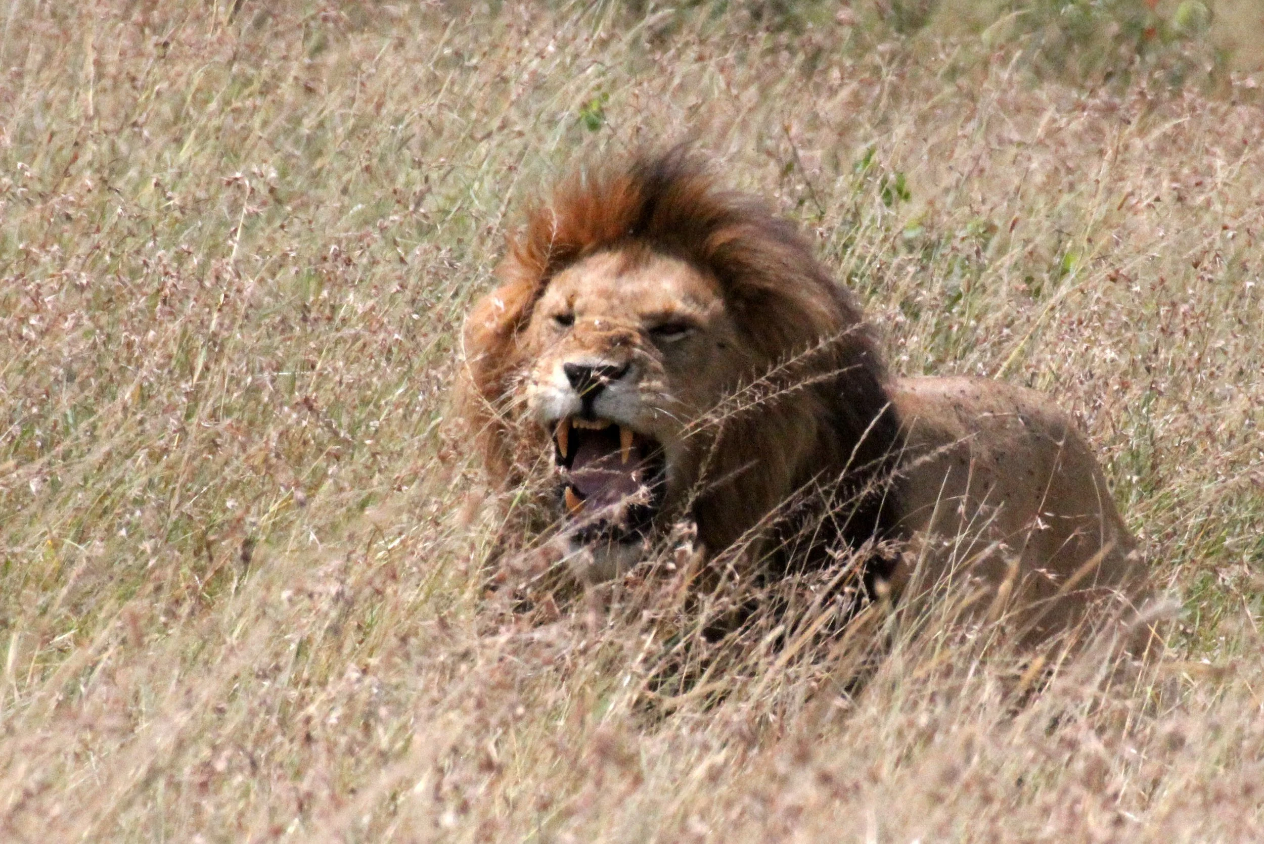 Panthera leo melanochaita - AFRICAN  LION - MASAI MARA NATIONAL PARK KENYA (248).JPG