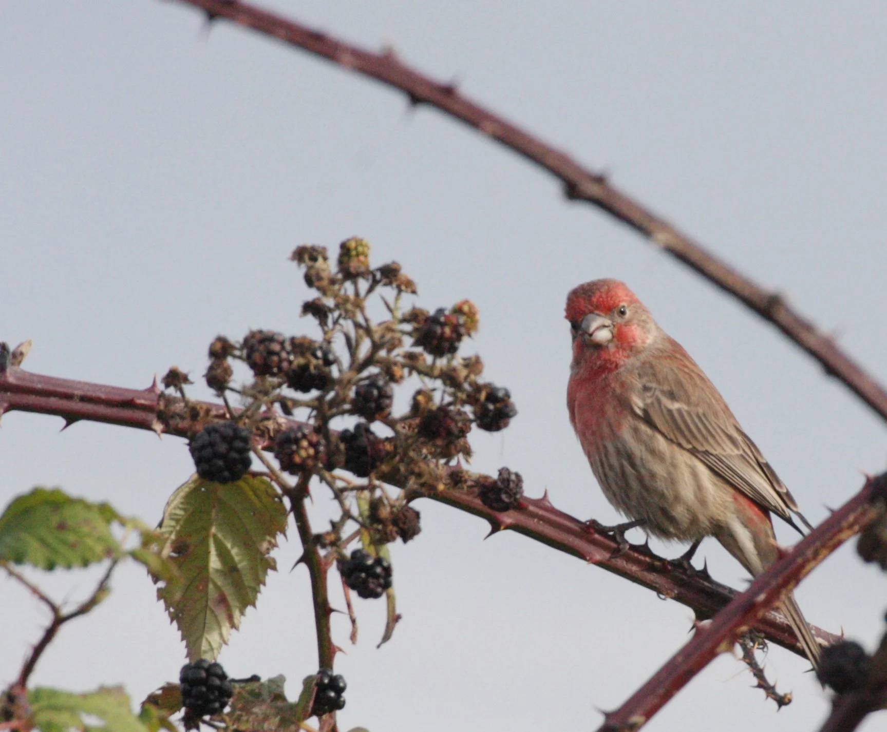 House Finch (Haemorhous mexicanus) Jamestown Washington (13).JPG