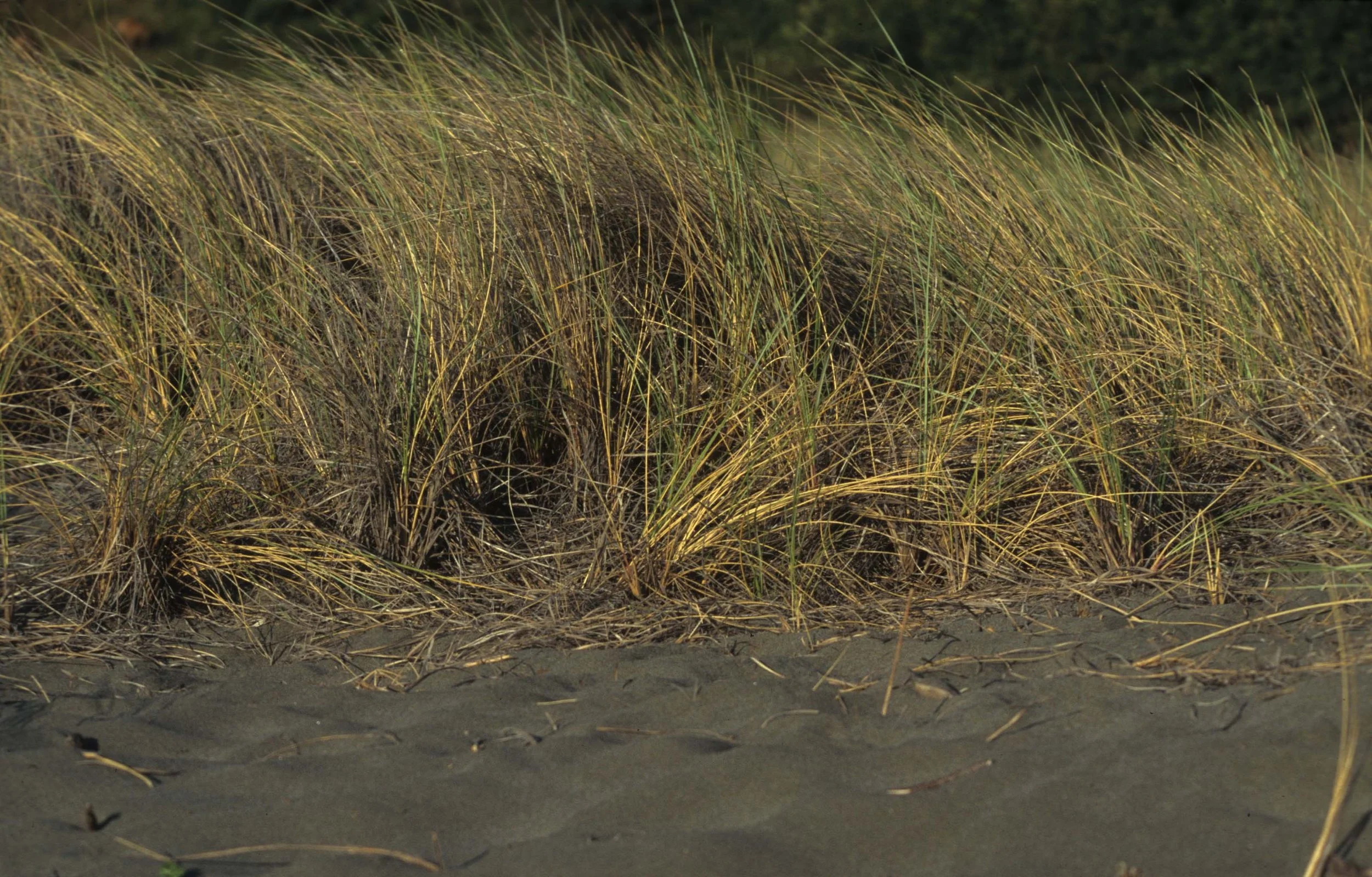 CALIFORNIA - POINT REYES - DUNE GRASSES.jpg