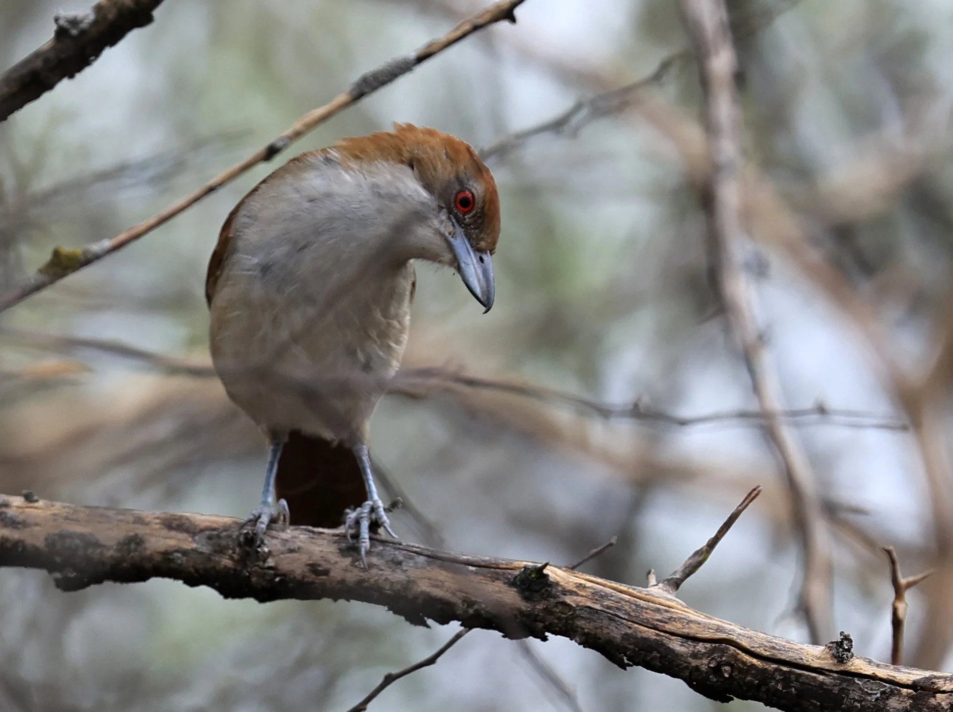 Great Antshrike (Taraba major) La Patria Sideroads Paraguay (4).jpg