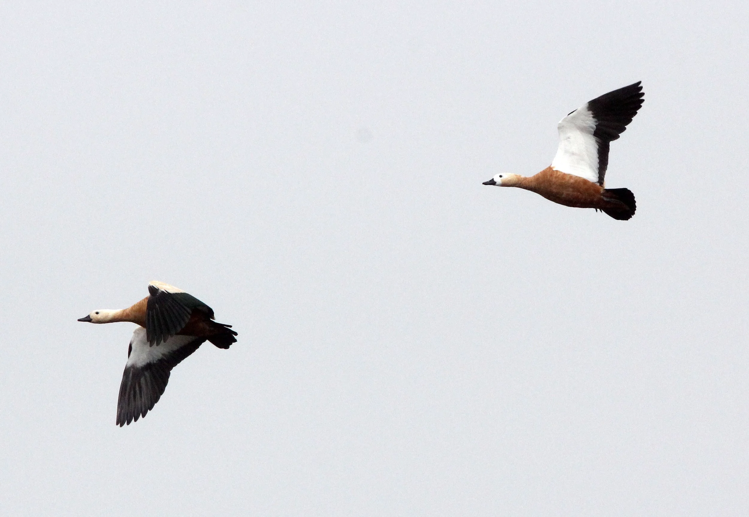 SHELDUCK - RUDDY SHELDUCK  - Tadorna ferruginea - 100 KM WEST OF XINING, QINGHAI PROVINCE CHINA (1).JPG