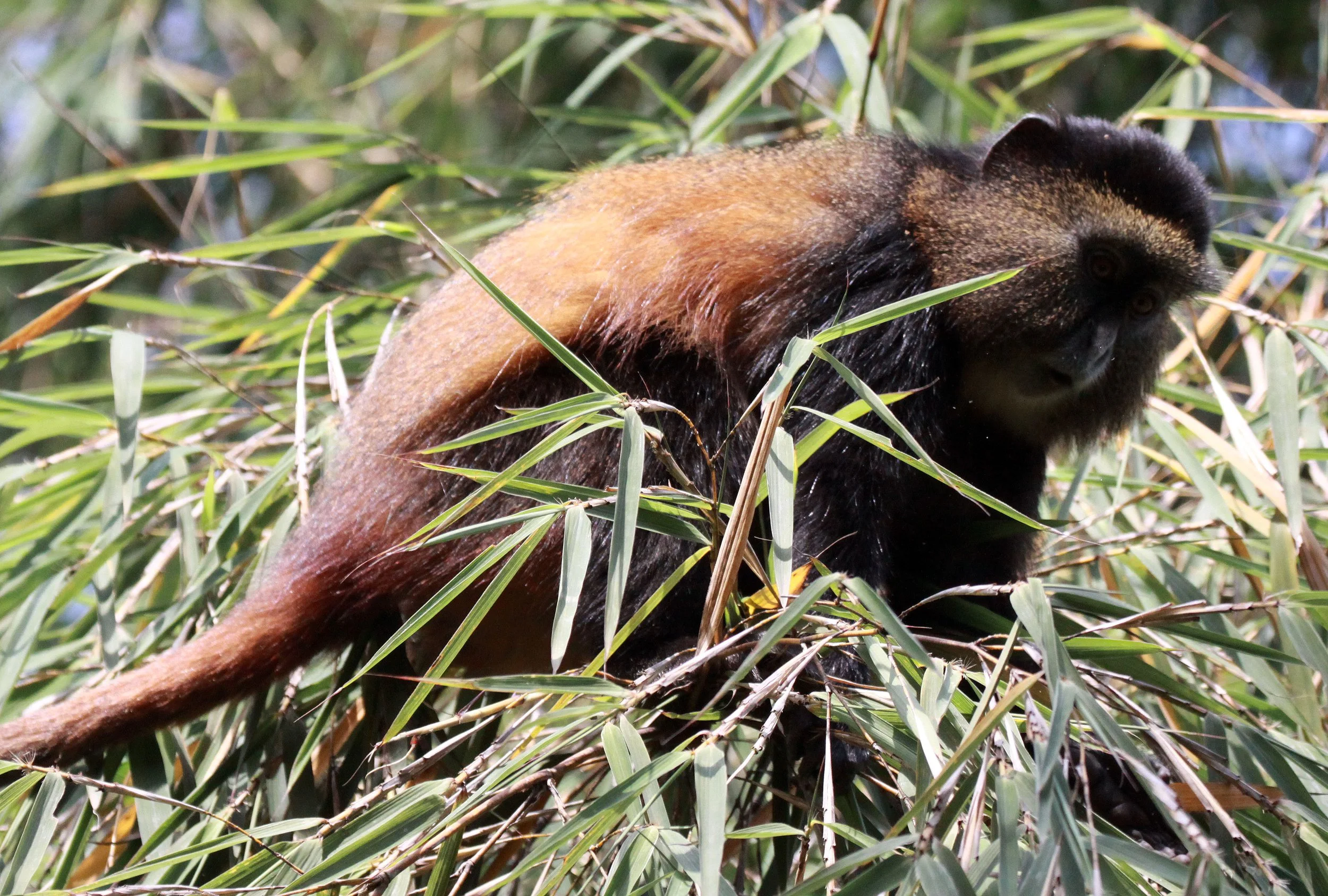 CERCOPITHECIDAE - Cercopithecus kandti - VIRUNGA GOLDEN MONKEY - PARK DU VULCANS RWANDA (369).JPG