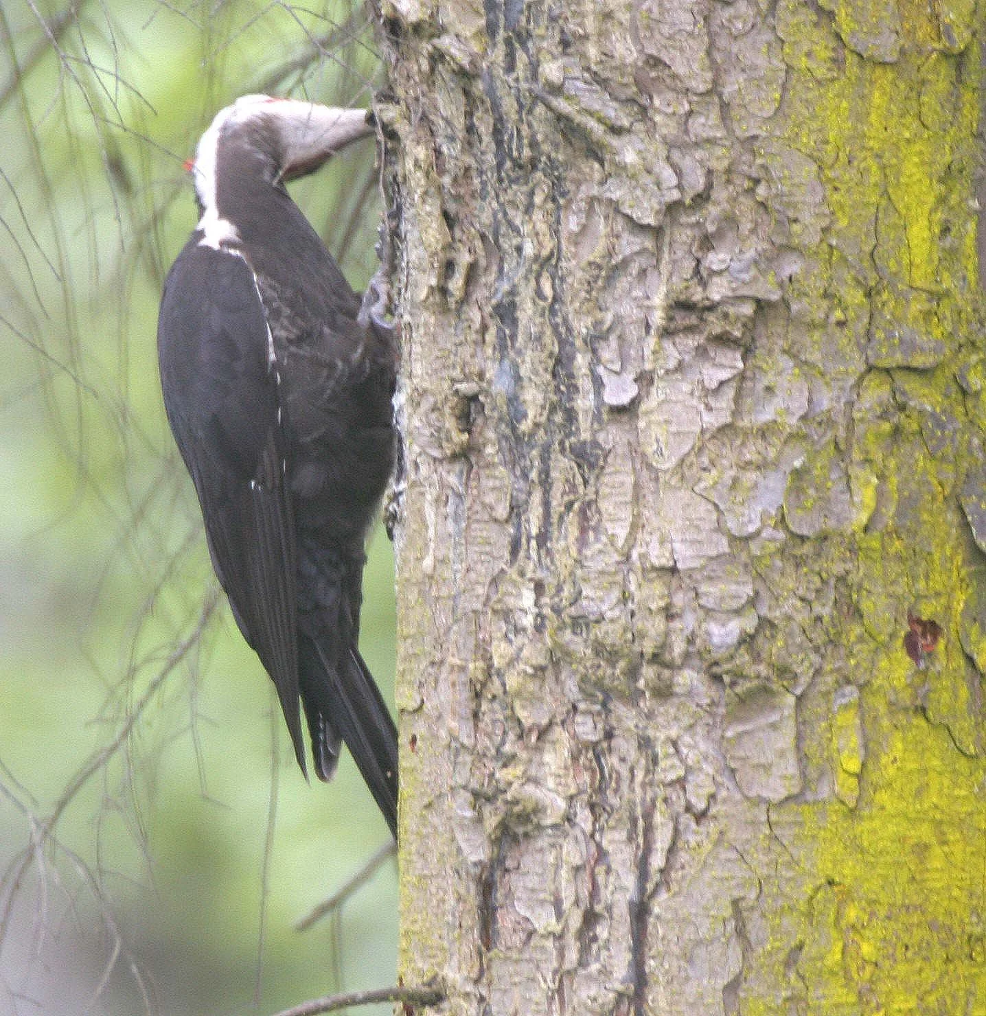 BIRD - WOODPECKER - PILEATED WOODPECKER - GASMAN (11).jpg