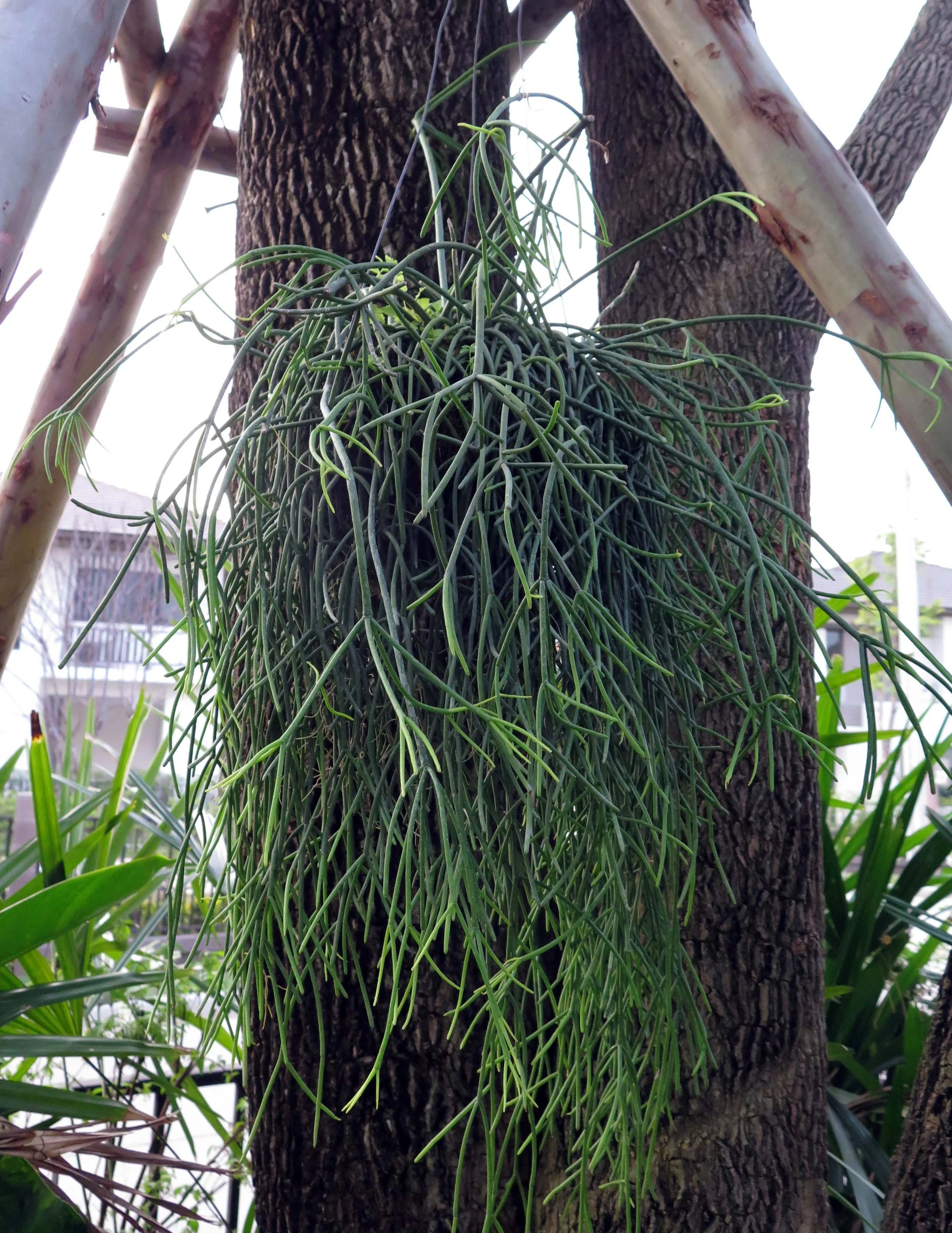 2013 Nonthaburi Setthasiri House and Nonthaburi Neighborhood (178).JPG