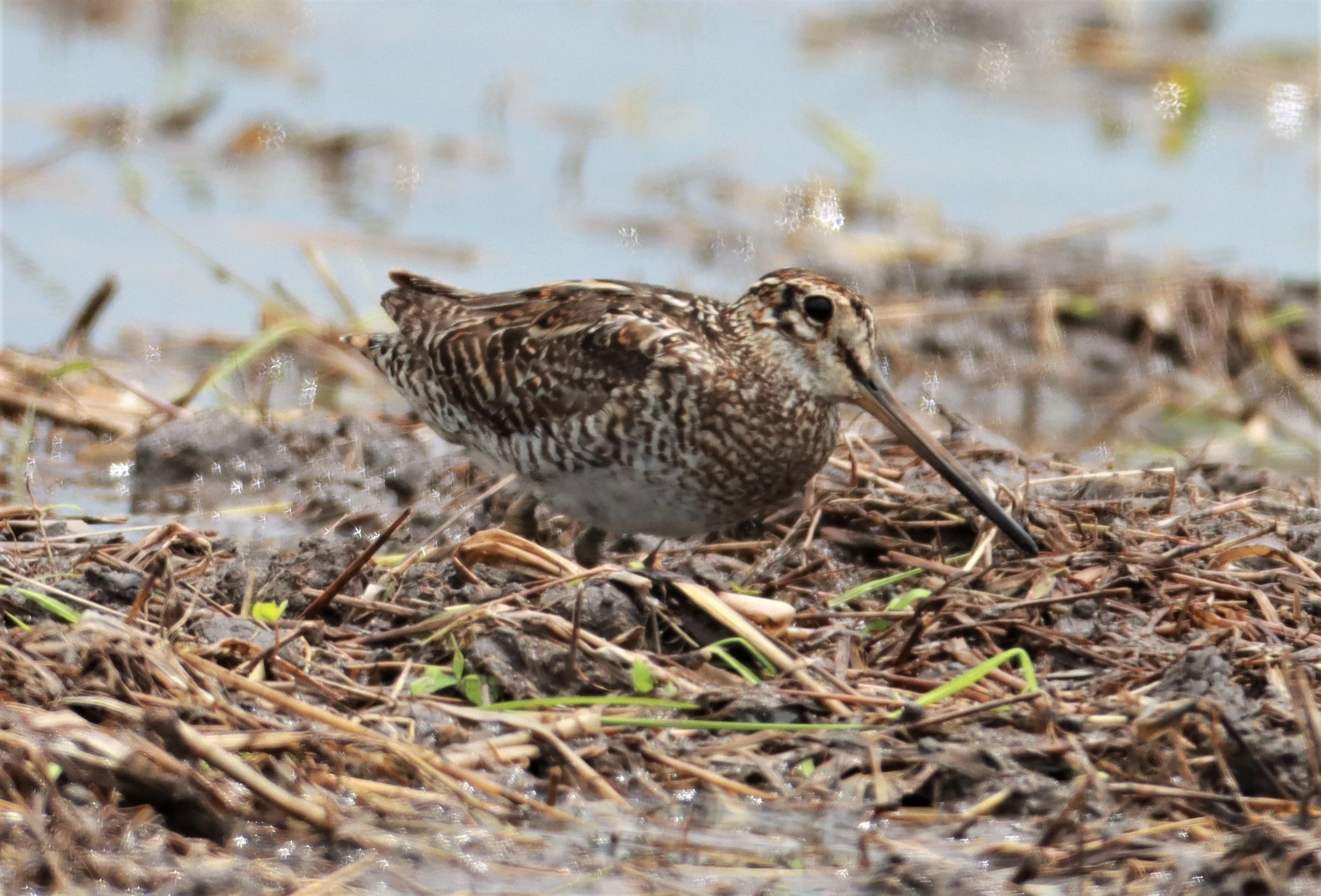 SNIPE - PINTAIL SNIPE - Gallinago stenura - PATHUM THANI RICE RESEARCH CENTER AUG 11 2021 (36).jpg