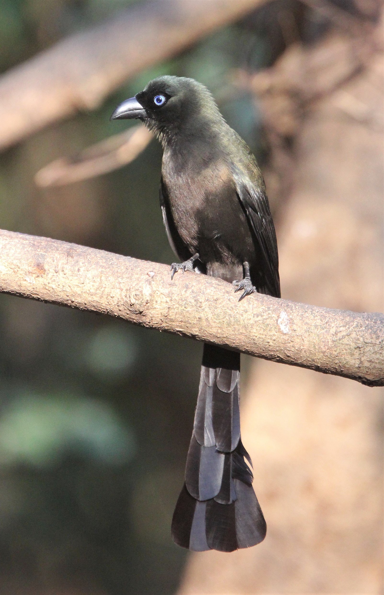 TREEPIE - RACKET-TAILED TREEPIE -Crypsirina temia - KAENG KRACHAN (4).jpg