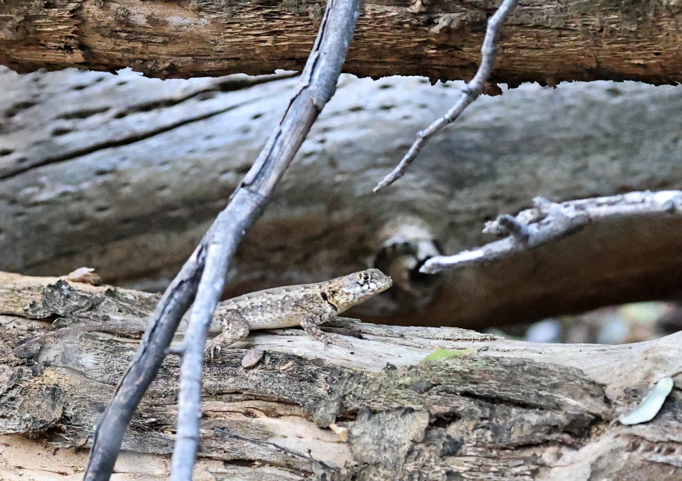 Calango Lava Lizard (Tropidurus guarani) Fortin Toledo Paraguay (2).jpg