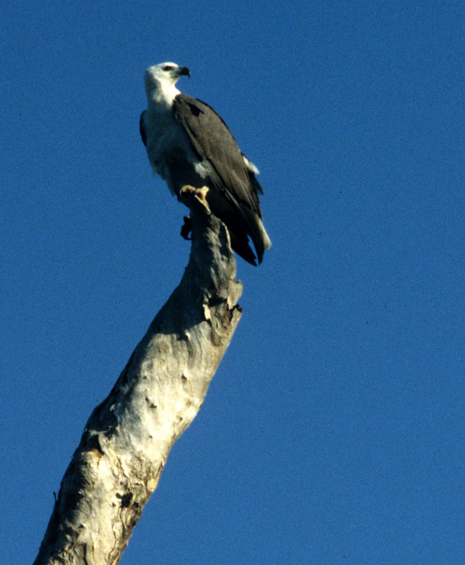 Haliaeetus leucogaster - WHITE-BELLIED SEA EAGLE - DAINTREE FOREST QUEENSLAND (6).jpg
