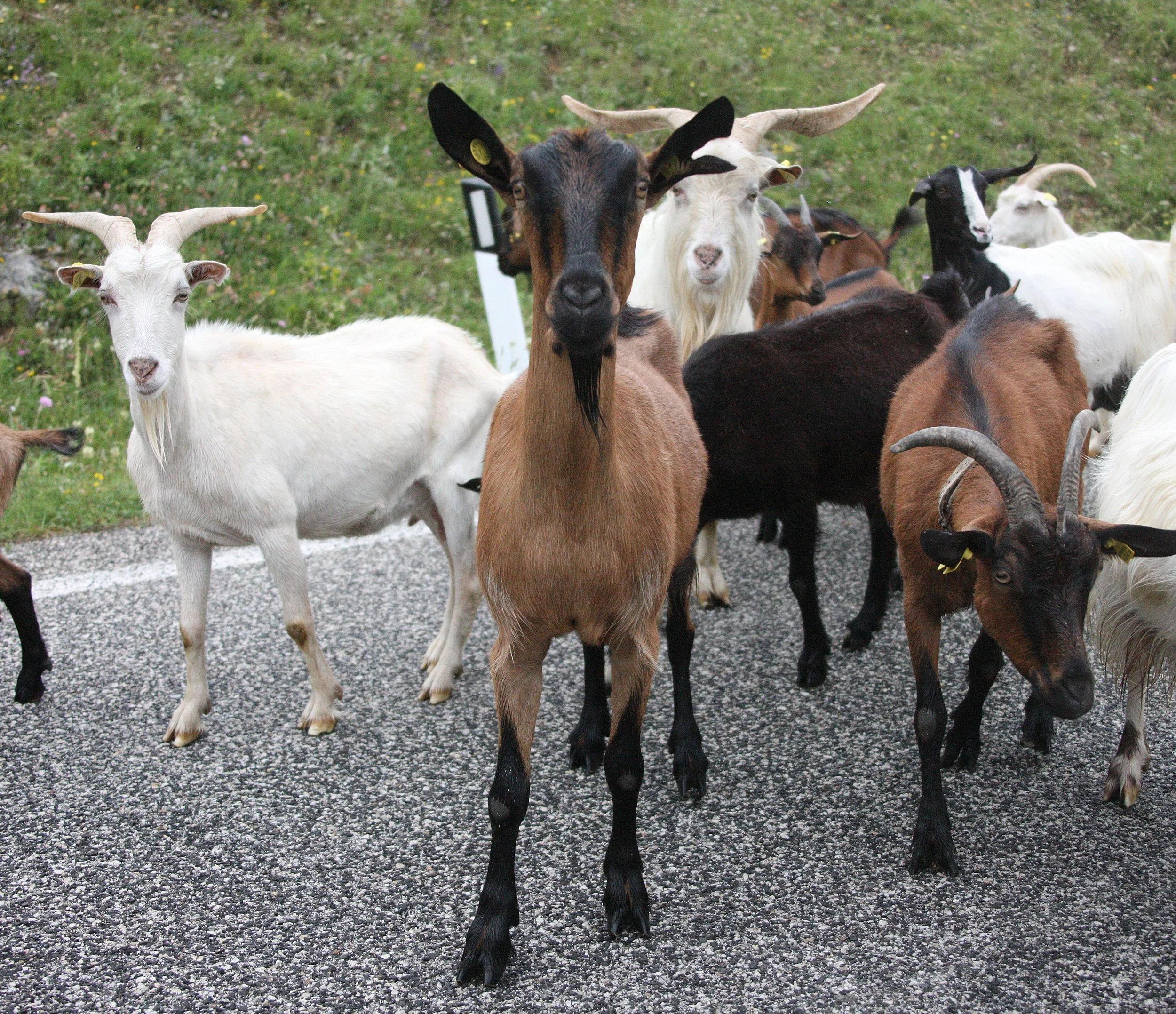 ABRUZZO NATIONAL PARK ITALY (170).JPG