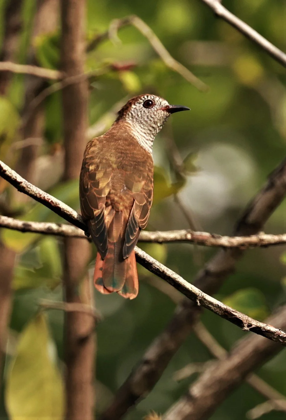 Violet Cuckoo (Chrysococcyx xanthorhynchus) Rama IX Park Bangkok (78).jpg