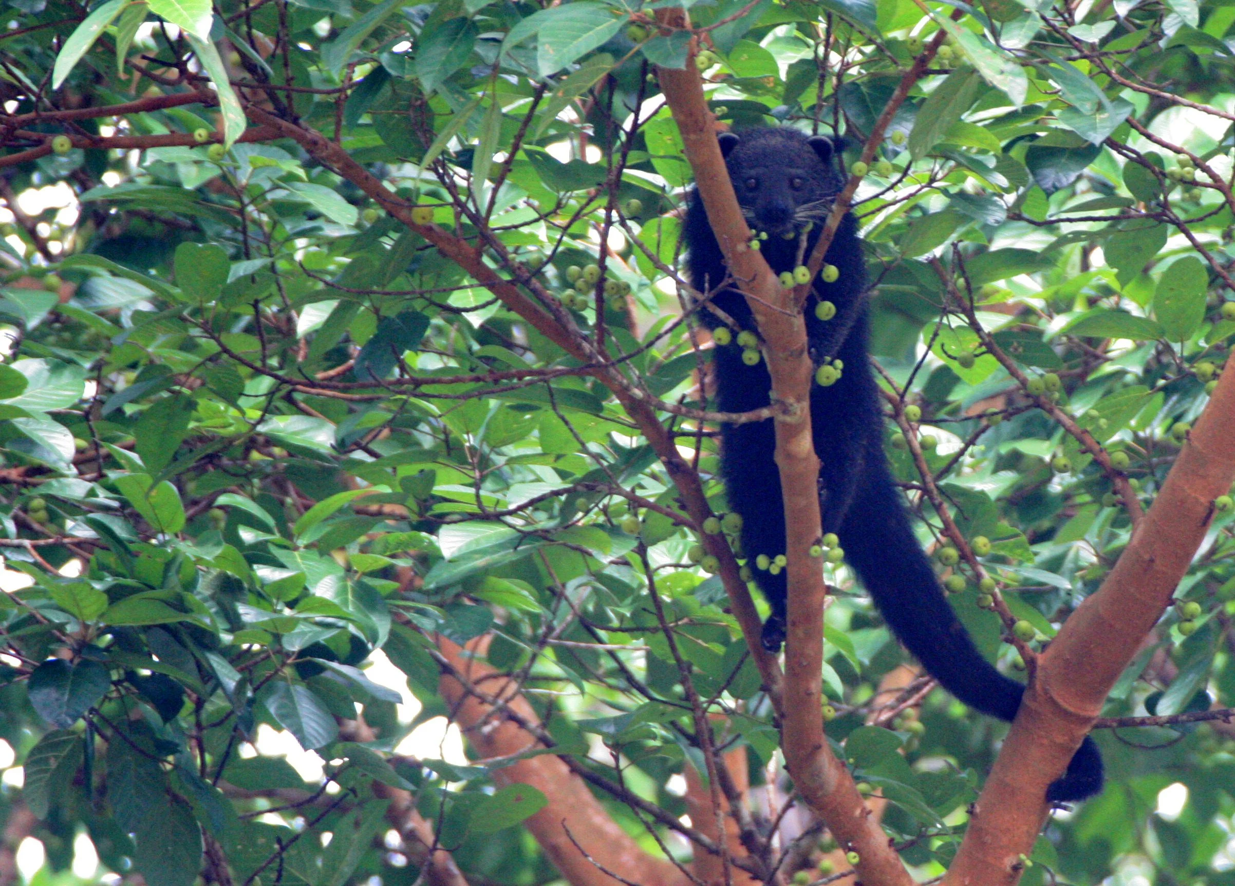 Arctictis binturong pageli -  BORNEAN BINTURONG (BEARCAT) - TABIN WILDLIFE RESERVE BORNEO (44).JPG