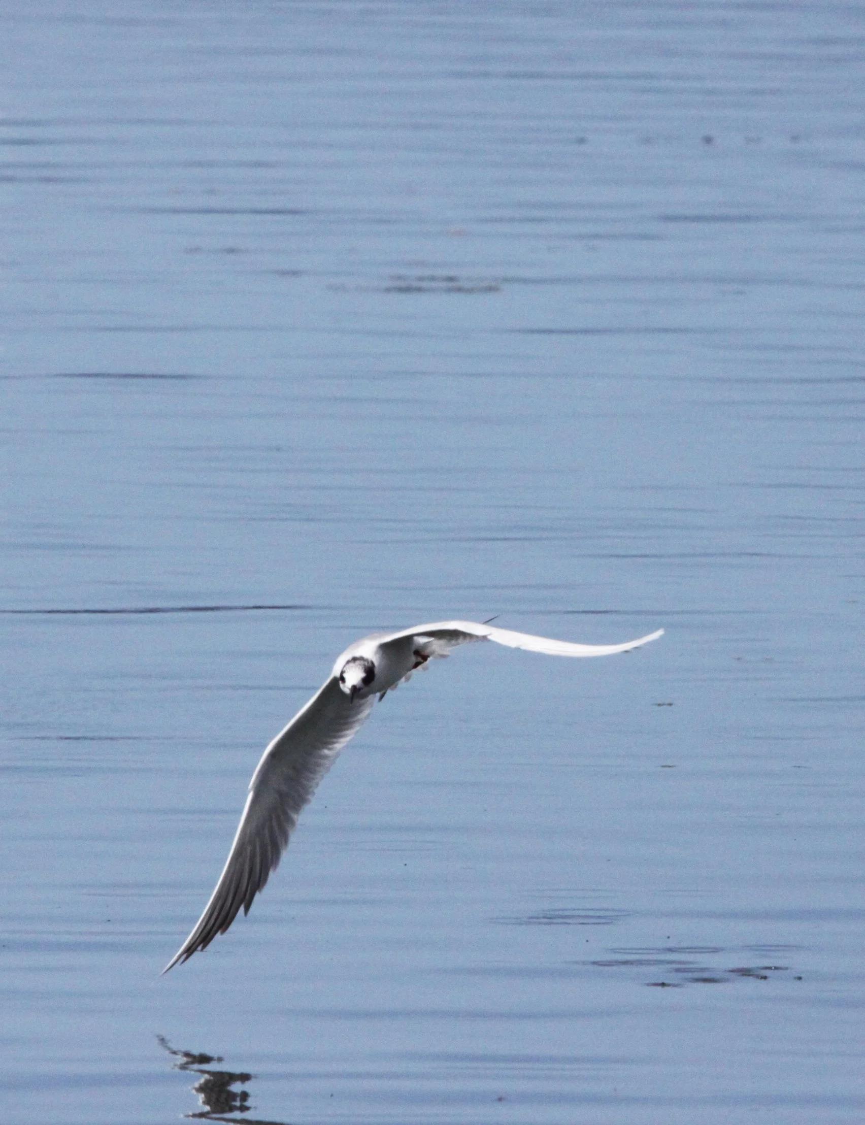 BIRD - TERN - FORSTER'S TERN - ELKHORN SLOUGH CALIFORNIA (3).JPG