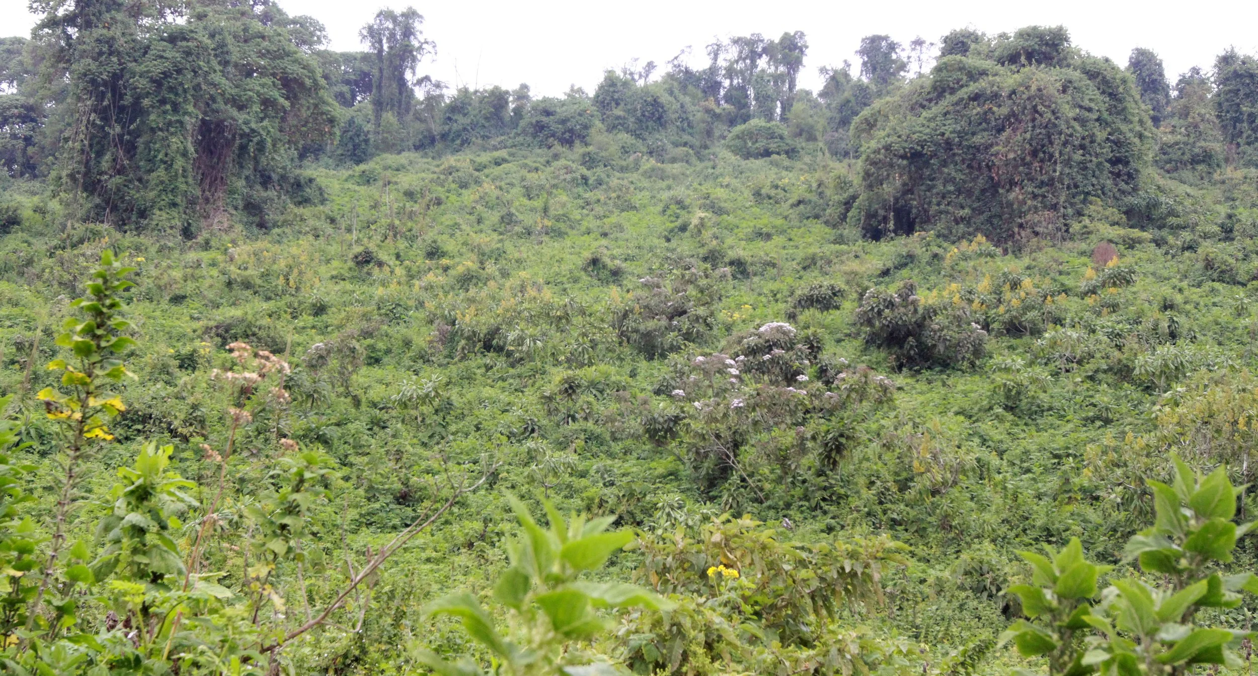 PARC DU VULCANS RWANDA (383).JPG