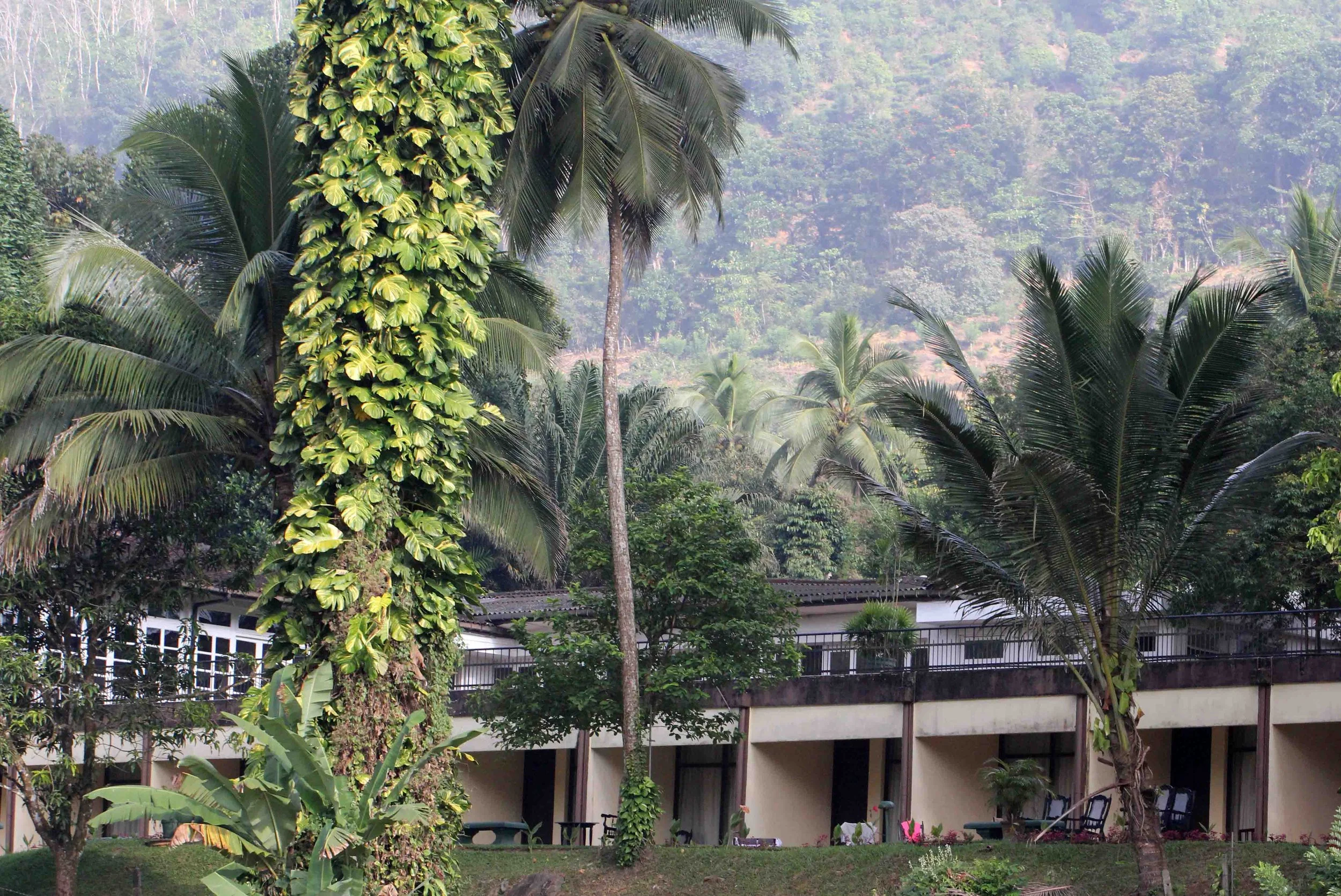 KITULGALA FOREST PRESERVE, SRI LANKA (27).JPG