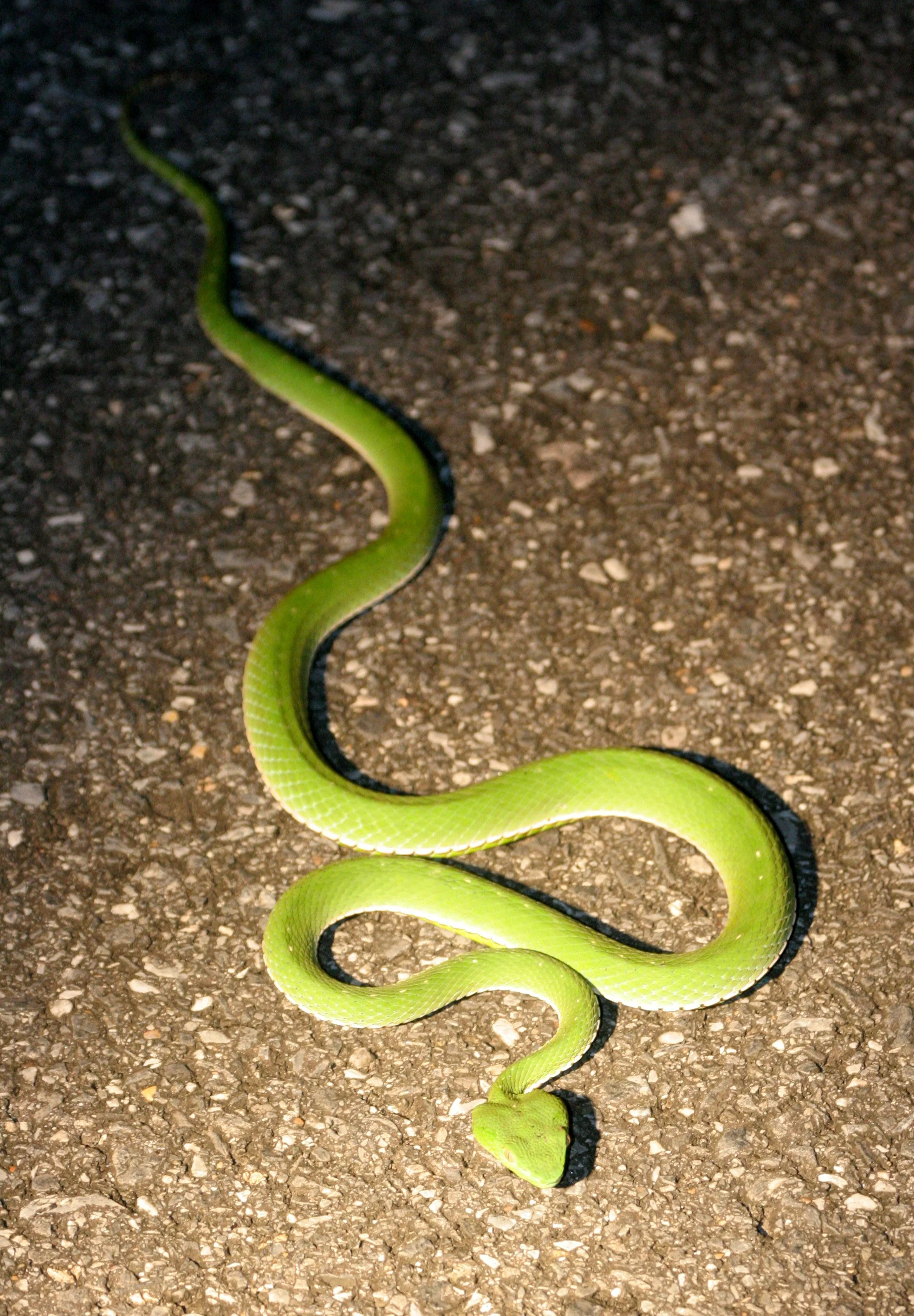 Trimeresurus vogeli - VOGEL'S PIT VIPER - Cryptelytrops albolabris - KHAO YAI NATIONAL PARK THAILAND (11).JPG