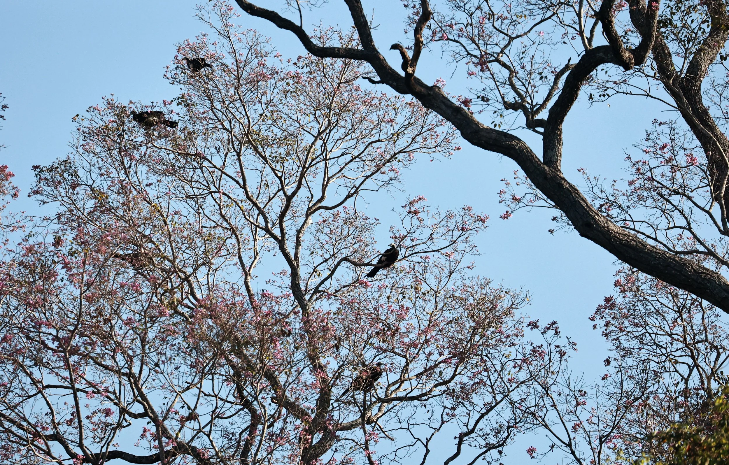 Guan - White-throated Piping Guan - Pipile grayi - Pousada Aguape - Fazenda São José Zona Rural, Aquidauana, Mato Grosso do Sul, Brazil (4).jpg