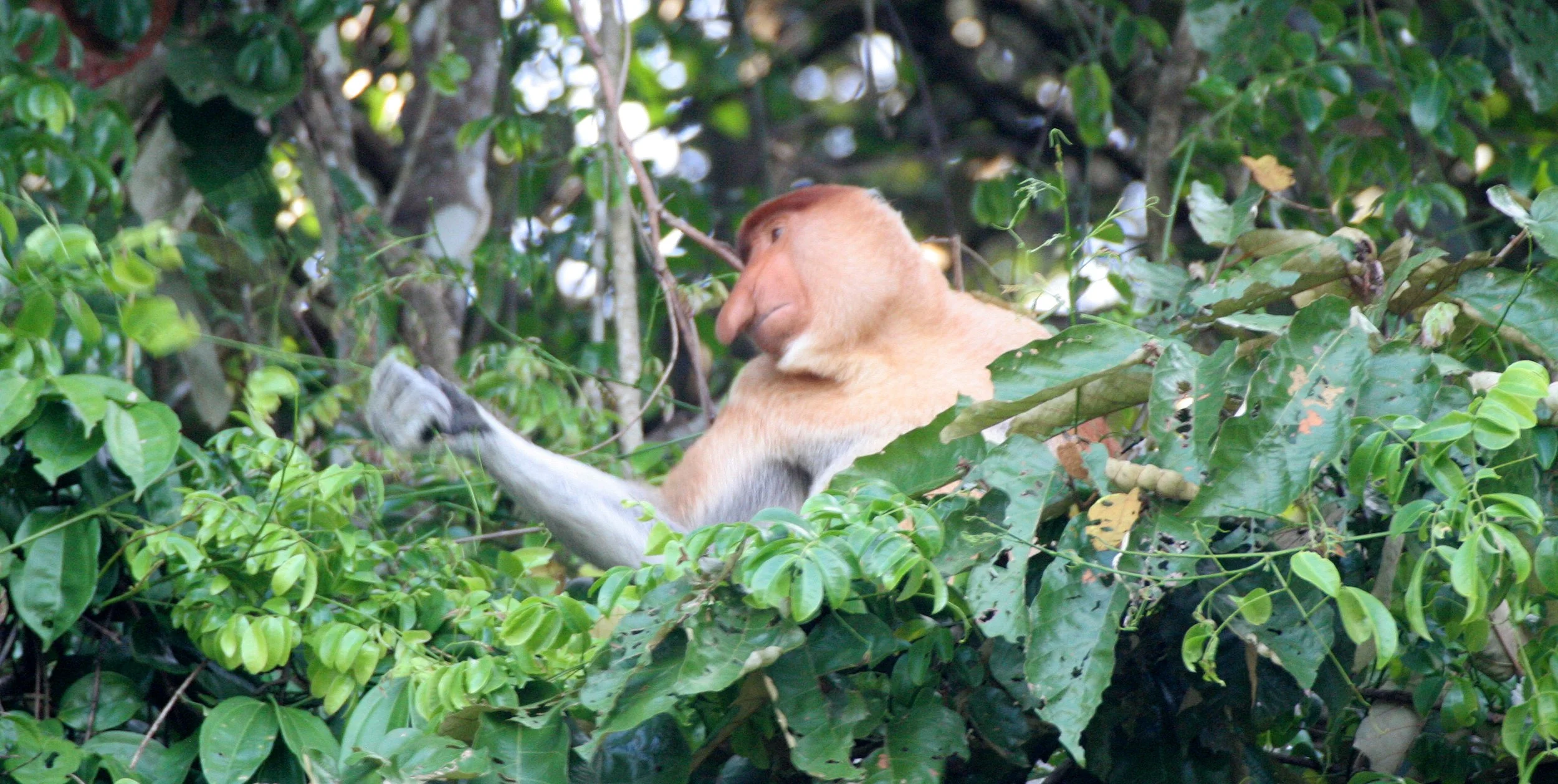 CERCOPITHECIDAE - Nasalis larvatus - PROBOSCIS MONKEY - KINABATANGAN RIVER BORNEO  (16).JPG
