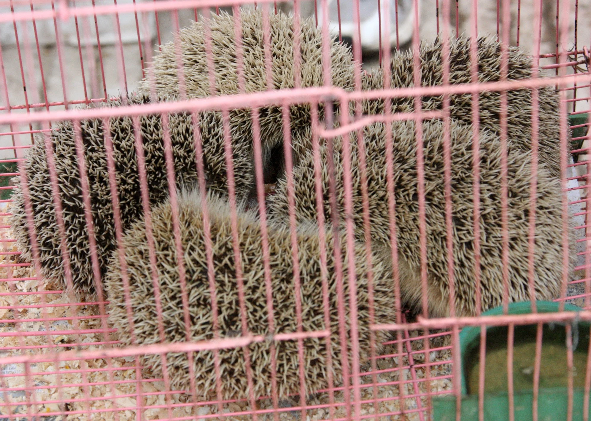 KUNMING - ANIMAL MARKET (9).JPG