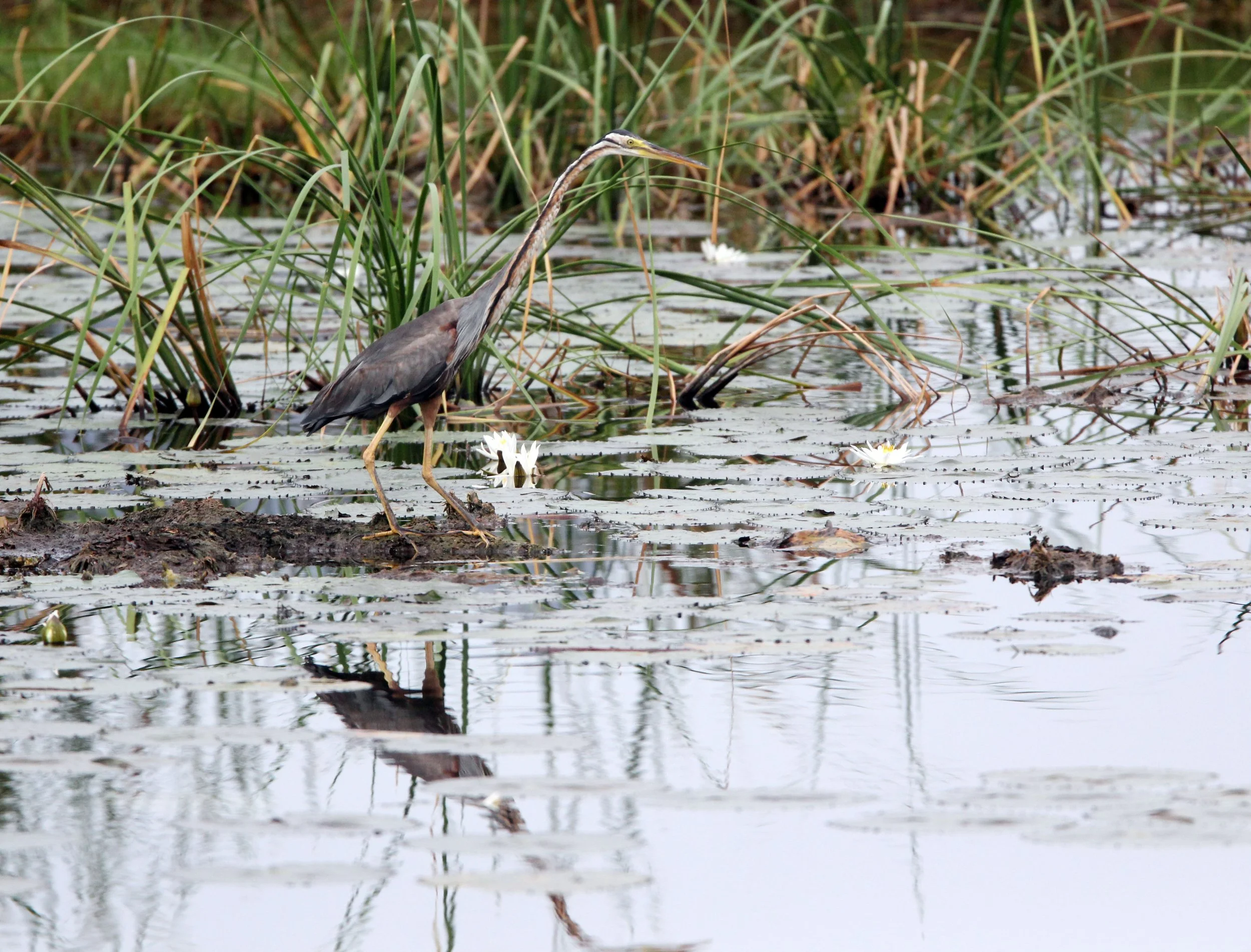 HERON - PURPLE HERON - Ardea purpurea - KHAO SAM ROI YOD THAILAND (15).JPG