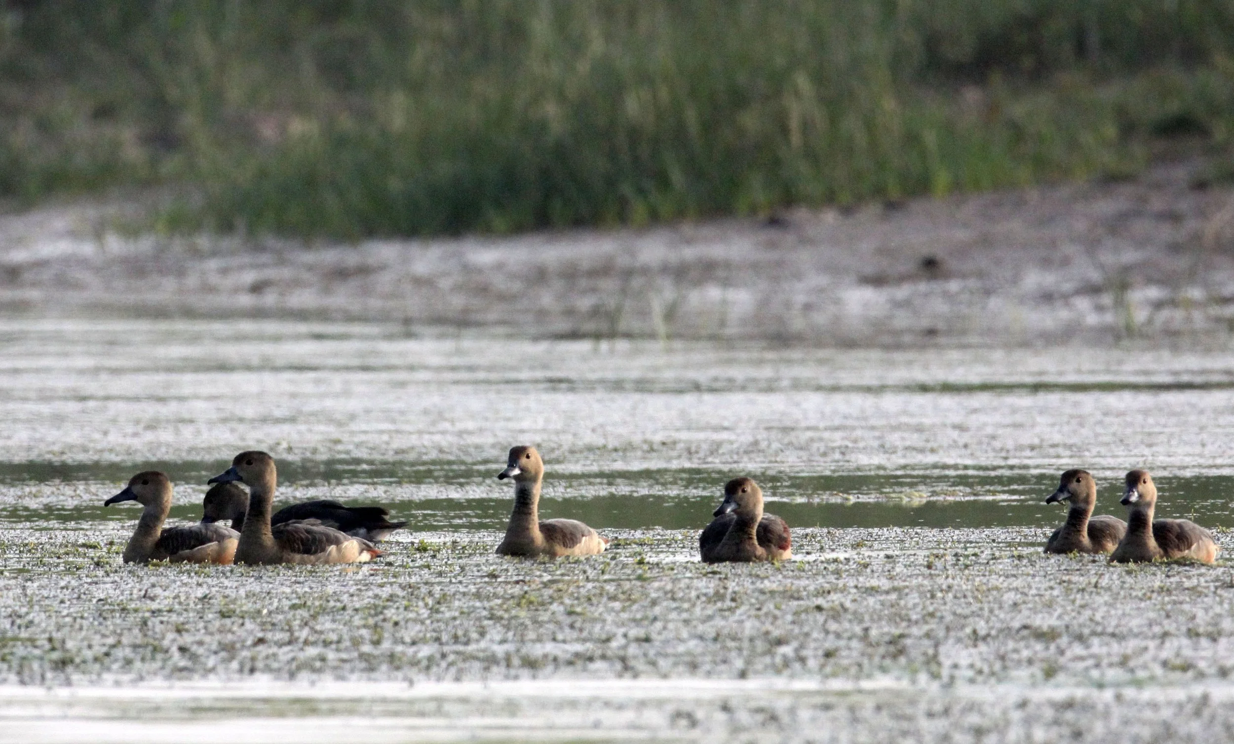 DUCK - LESSER WHISTLING DUCK  - Dendrocygna javanica - CHAMBAL SANCTUARY INDIA (8).JPG