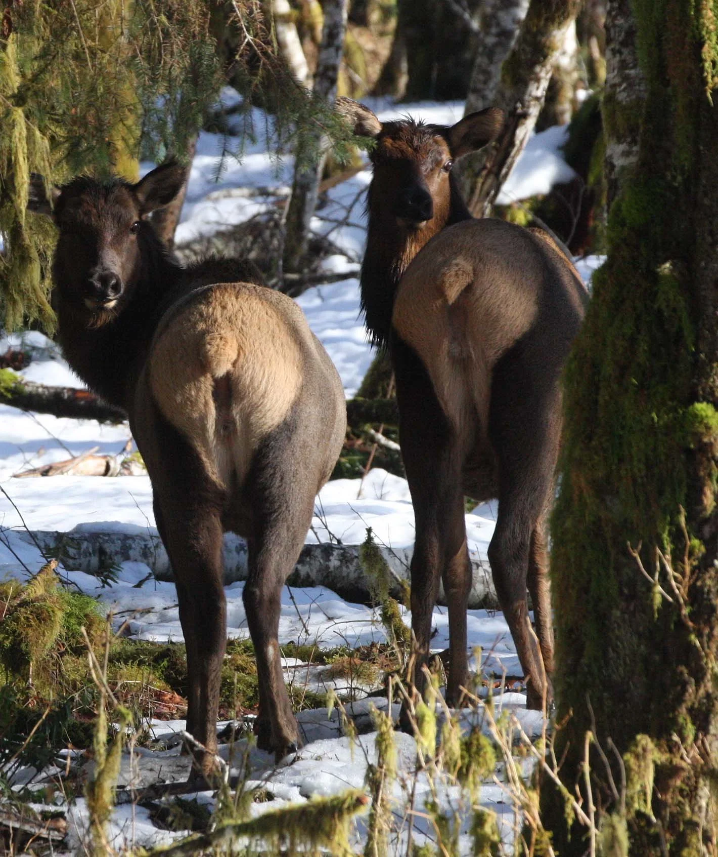 CERVID - ELK- ROOSEVELT ELK - HOH RAINFOREST WA (5).JPG